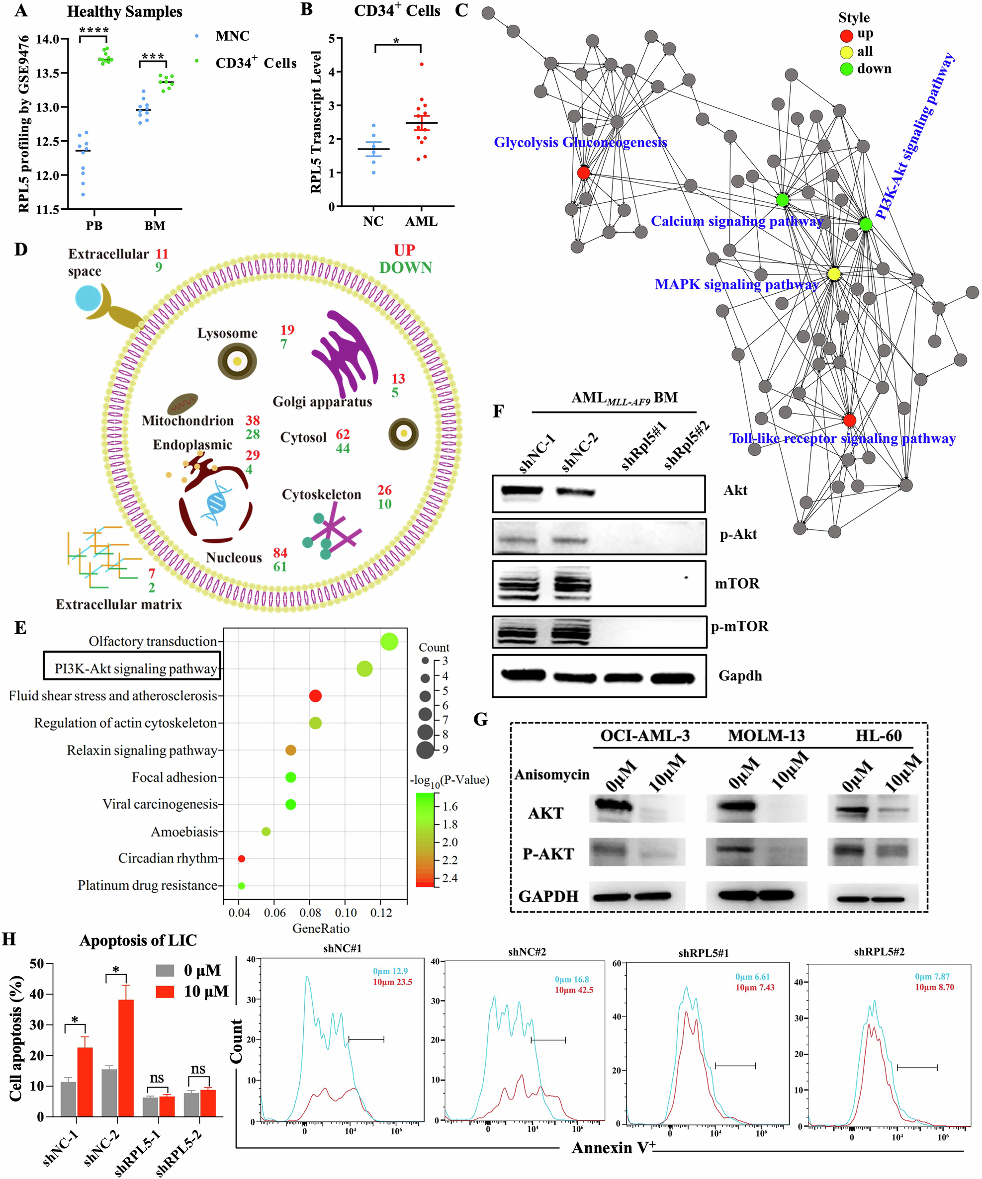 Fig. 6: RPL5 deficiency activates ribosomal stress-surveillance.