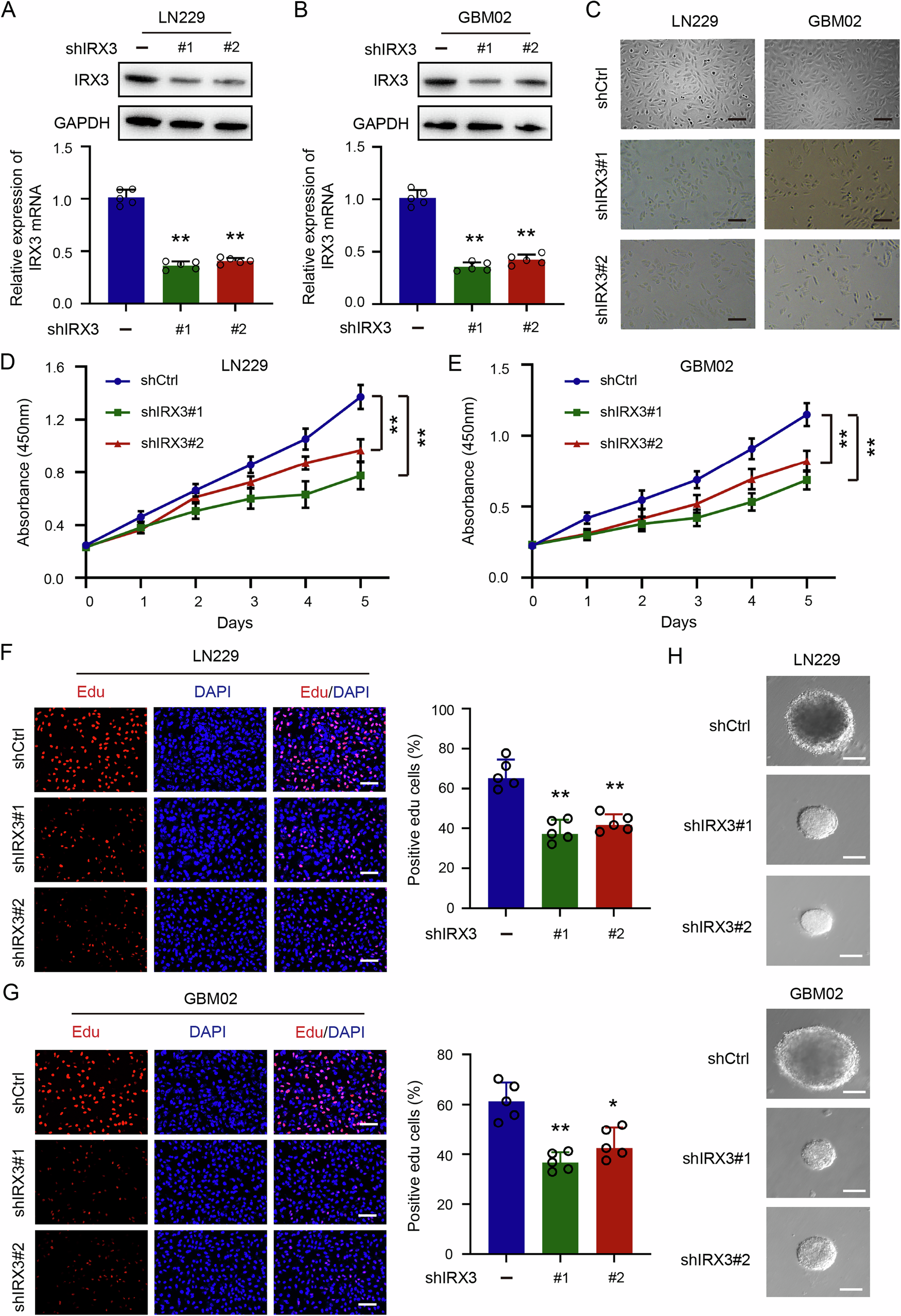 Fig. 2: Knockdown of IRX3 inhibits cell proliferation in GBM.