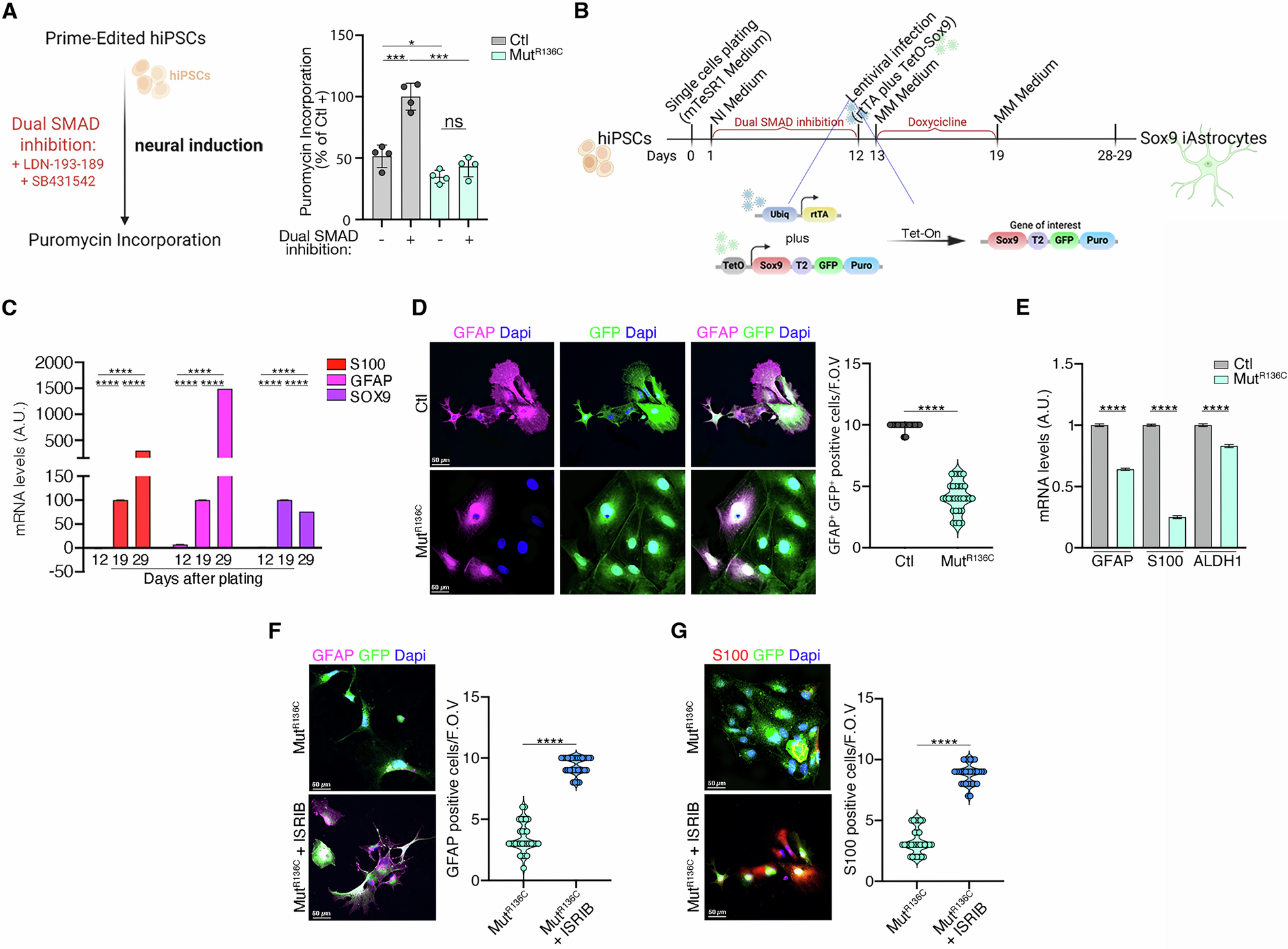 Fig. 5: The εR136C-induced activation of the s-ISR prevents iPSCs from transitioning to an active translation state, thereby impairing their full development into mature astrocytes.