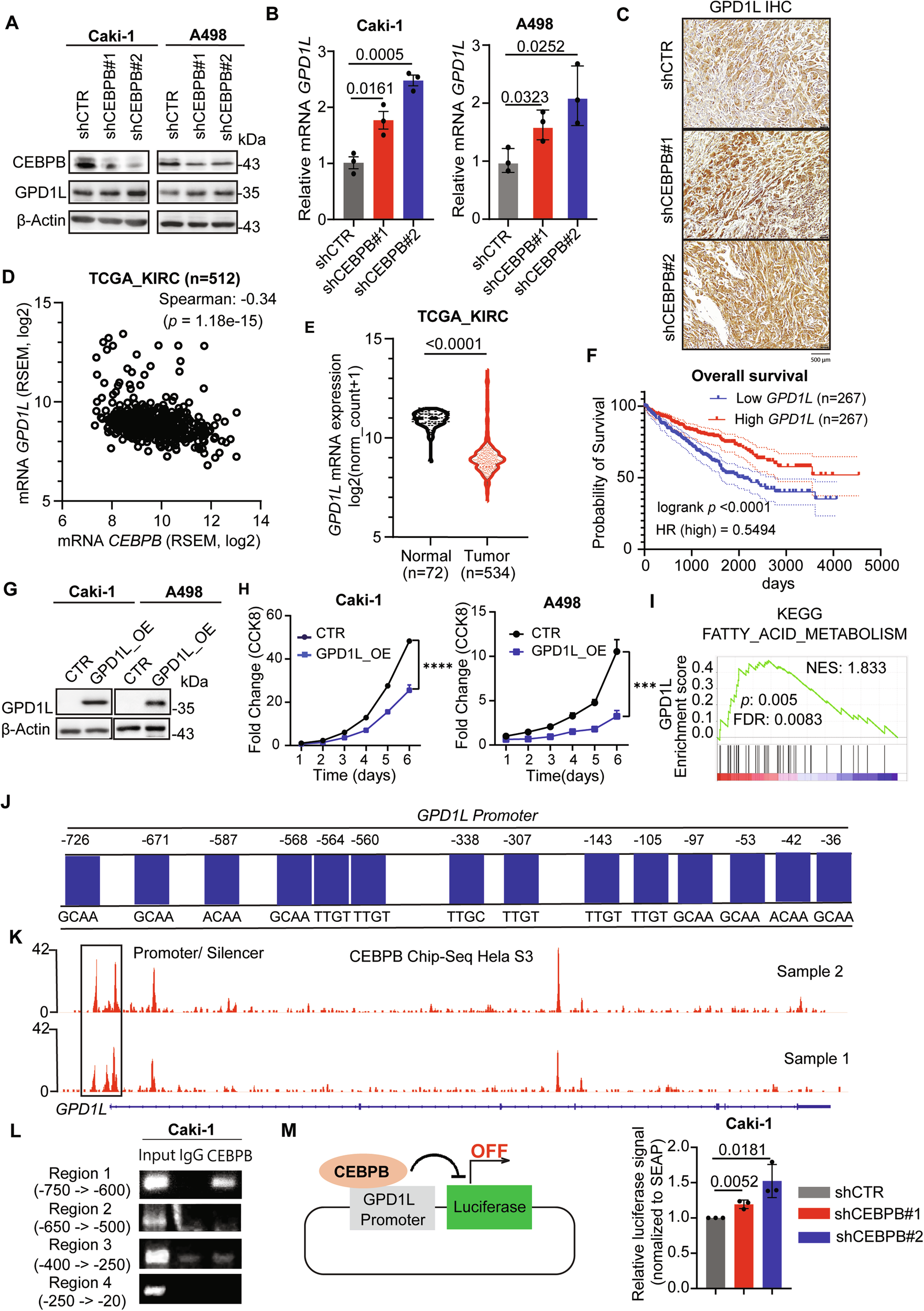 Fig. 4: CEBPB regulates ether lipid synthesis via GPD1L modulation.