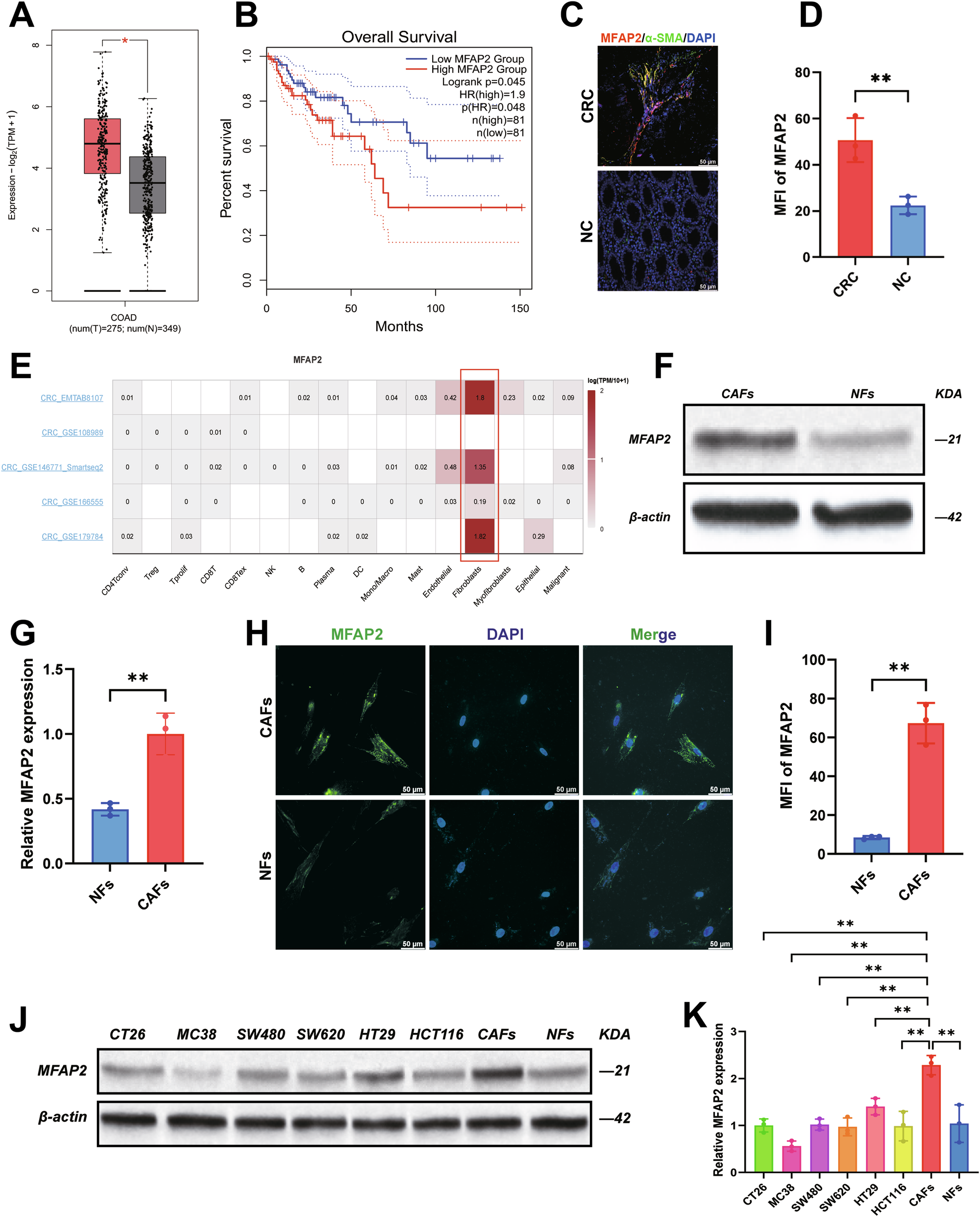 Fig. 1: MFAP2 expression is upregulated in CRC and CAFs.
