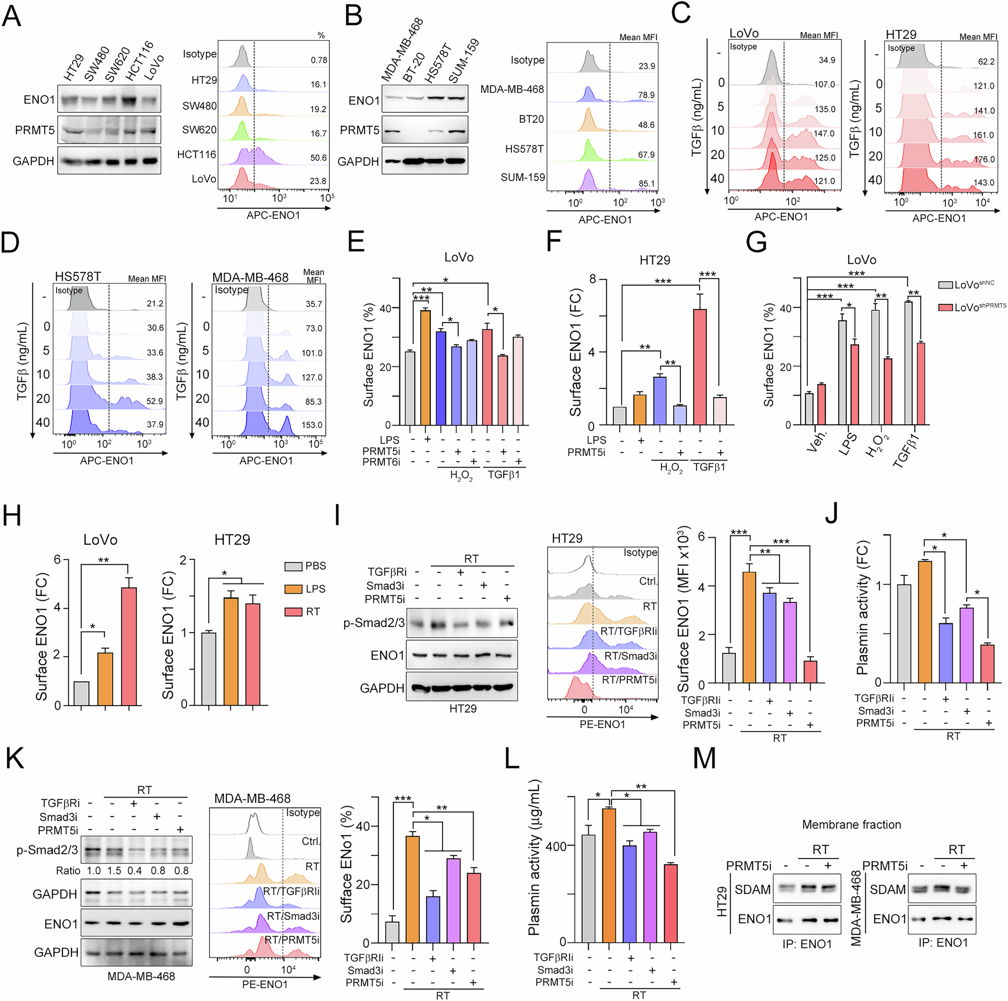 Fig. 2: Radiotherapy promotes TGFβ1/Smad3 signaling for surface ENO1 translocation via PRMT5.