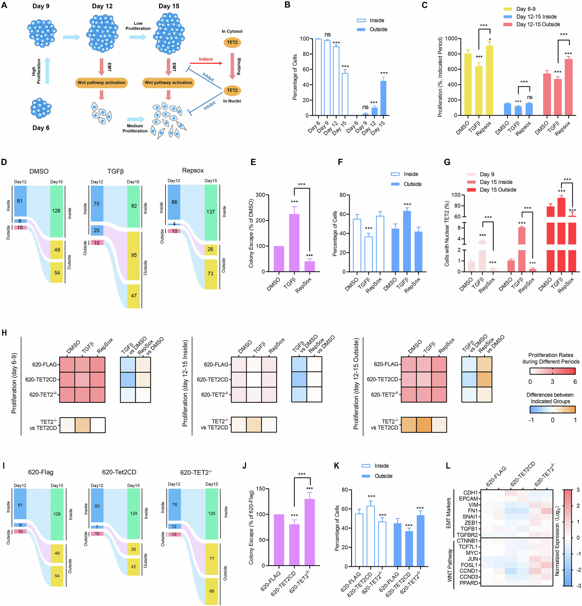 Fig. 4: TET2 formed a negative feedback loop with the EMT/WNT pathway.