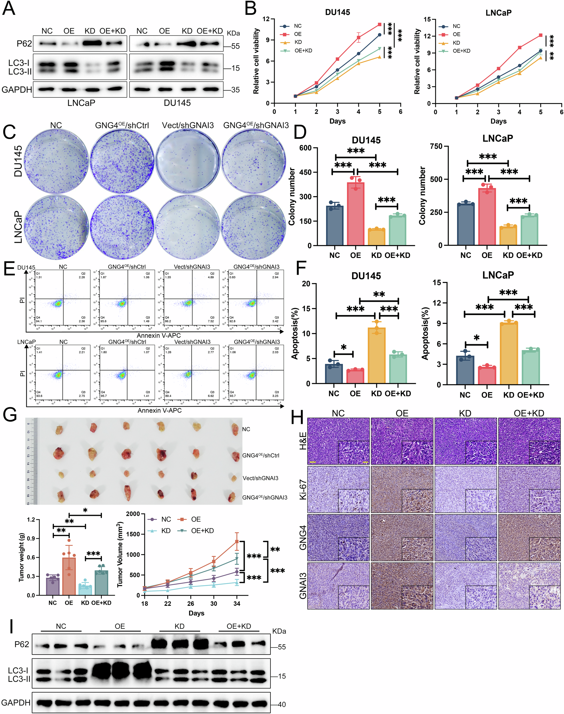 Fig. 5: GNG4 relies on GNAI3 to regulate the malignant progression of prostate cancer.