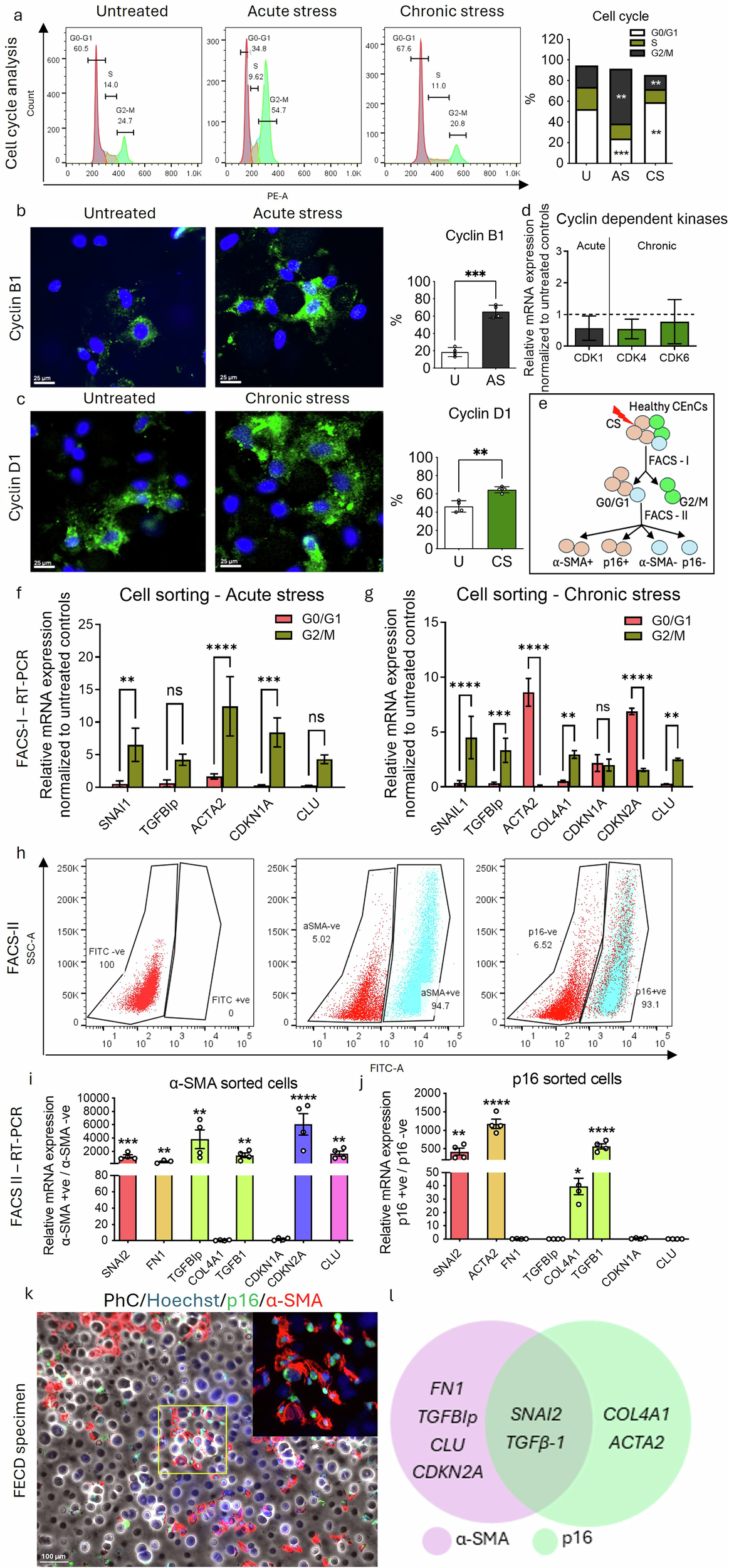 Fig. 3: Chronic stress results in irreversible G0/G1 cell cycle arrest mediated by a senescent (p16) – fibrotic (α-SMA) axis.