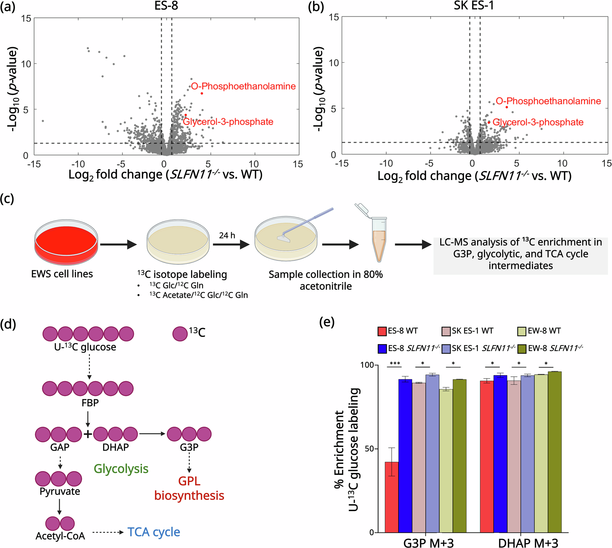 Fig. 3: SLFN11 knockout promotes G3P accumulation in EWS cells.
