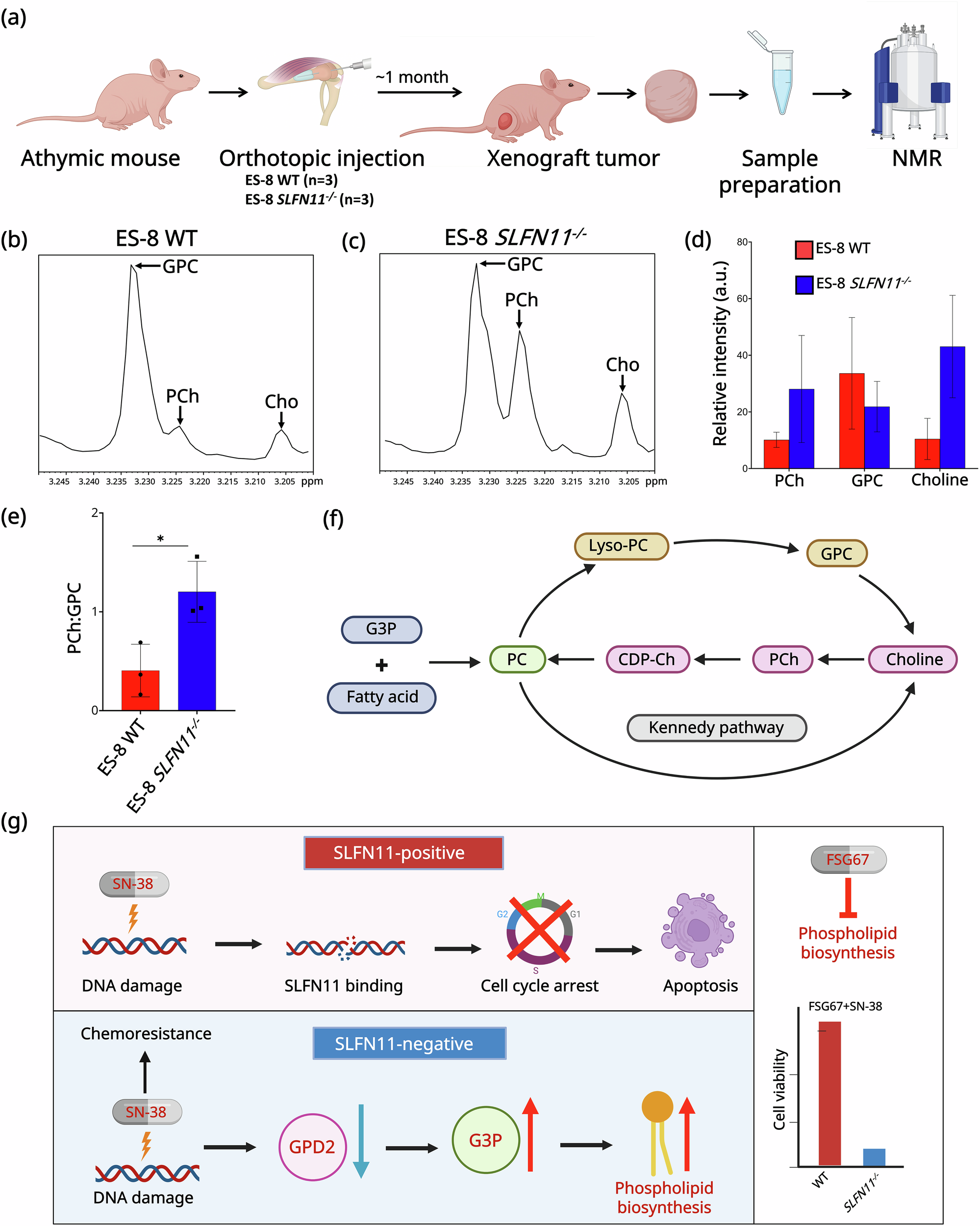 Fig. 6: Ex vivo ¹H NMR profiling reveals altered choline metabolism in SLFN11−/− EWS tumors.