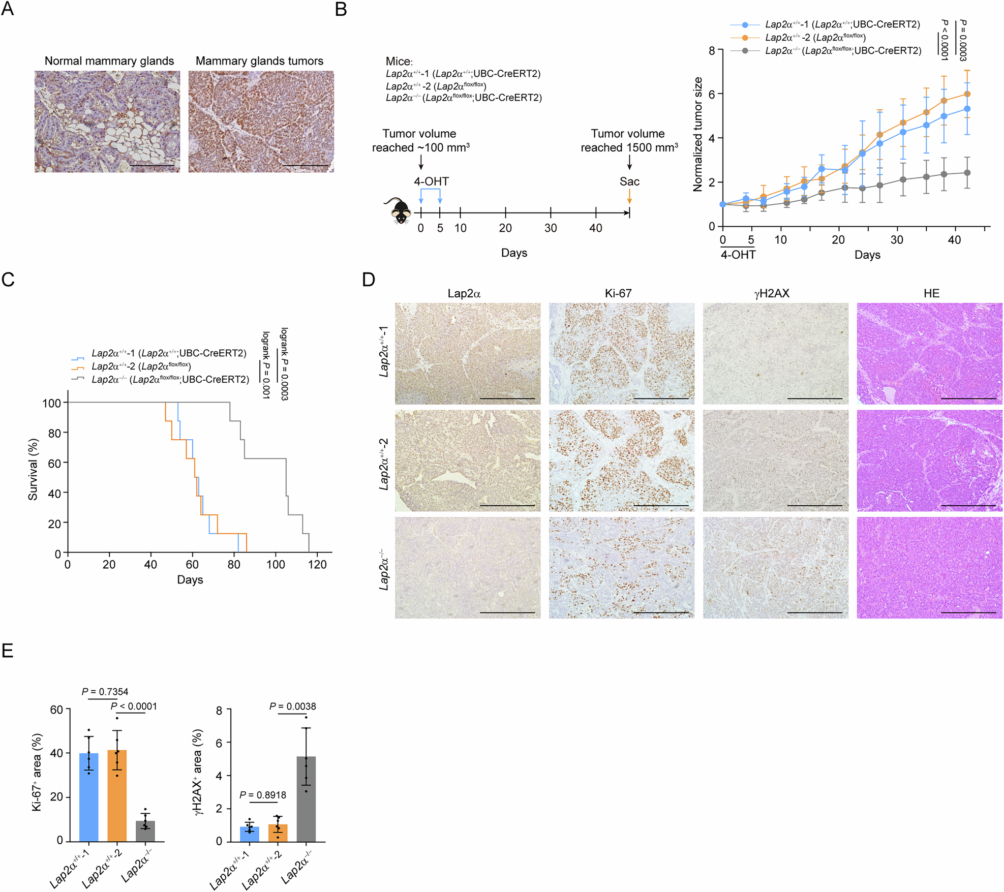 Fig. 2: Lap2α knockout suppresses the growth of mammary gland tumors.