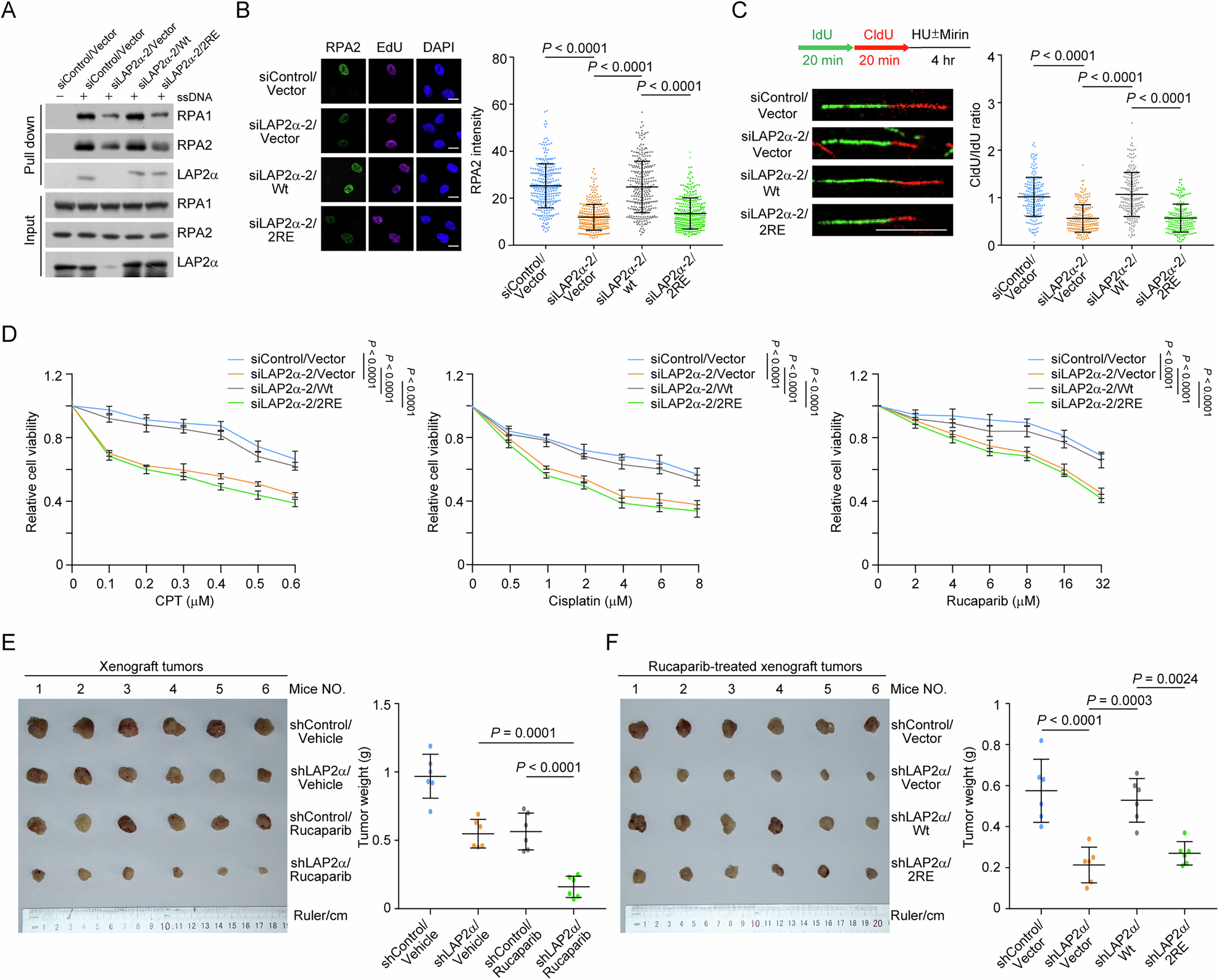 Fig. 5: LAP2α deficiency sensitizes breast tumors to chemotherapeutic drugs.