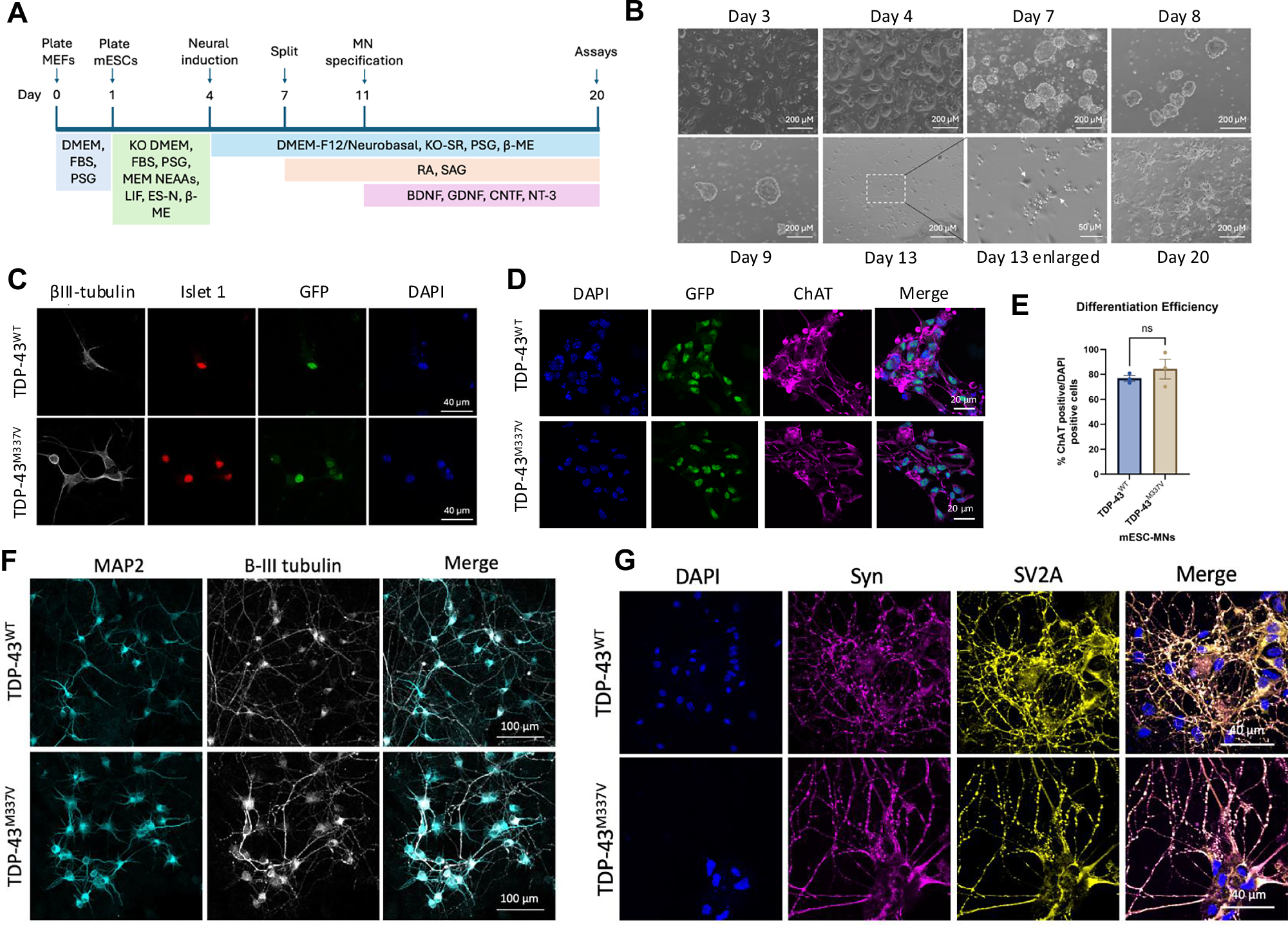 Mutant TDP-43 drives impairments in axonal transport and glycolysis in a  mouse stem-cell-derived motor neuron model of amyotrophic lateral sclerosis  (ALS) | Cell Death & Disease