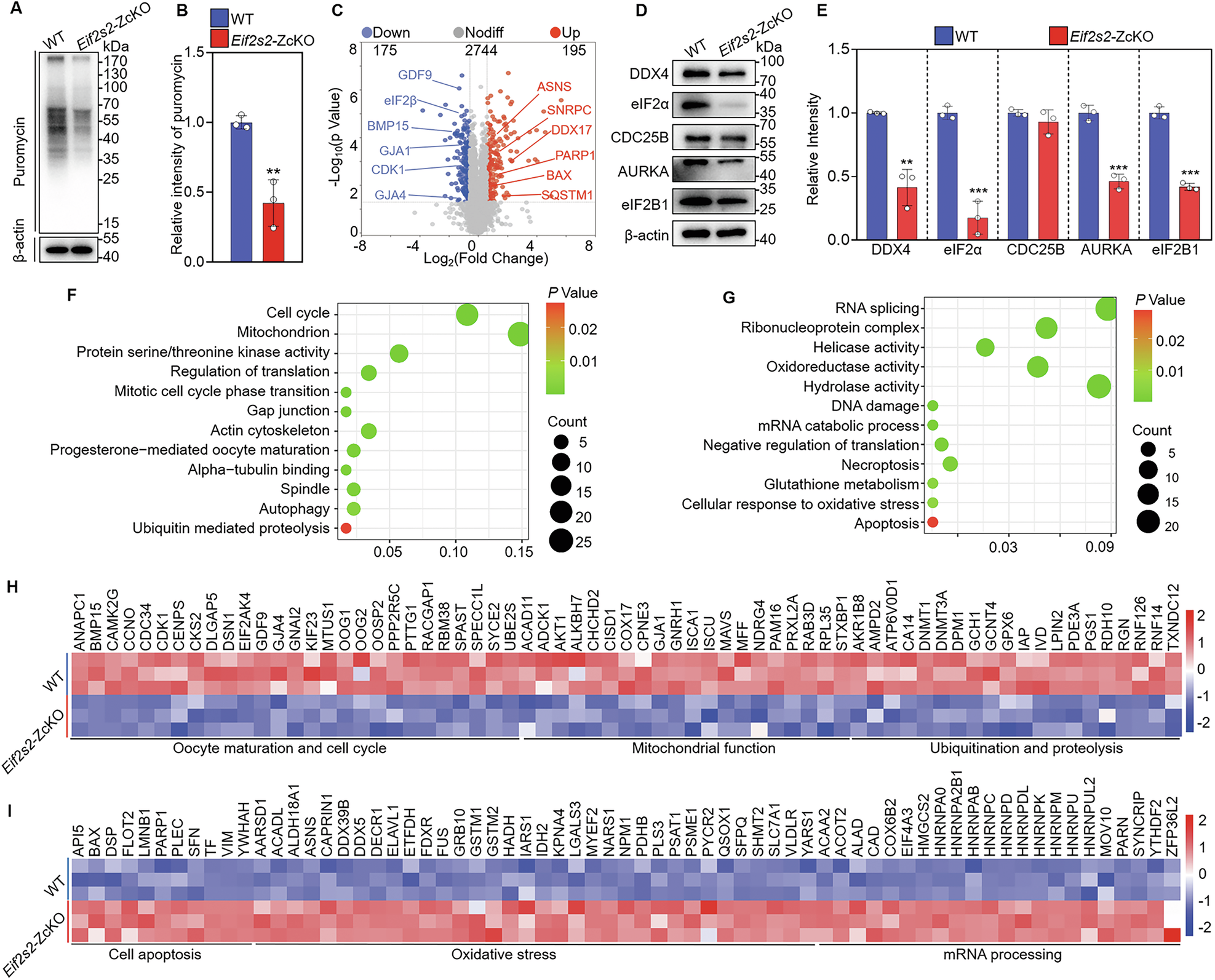 Fig. 4: Depletion of Eif2s2 in oocytes inhibits global protein translation.
