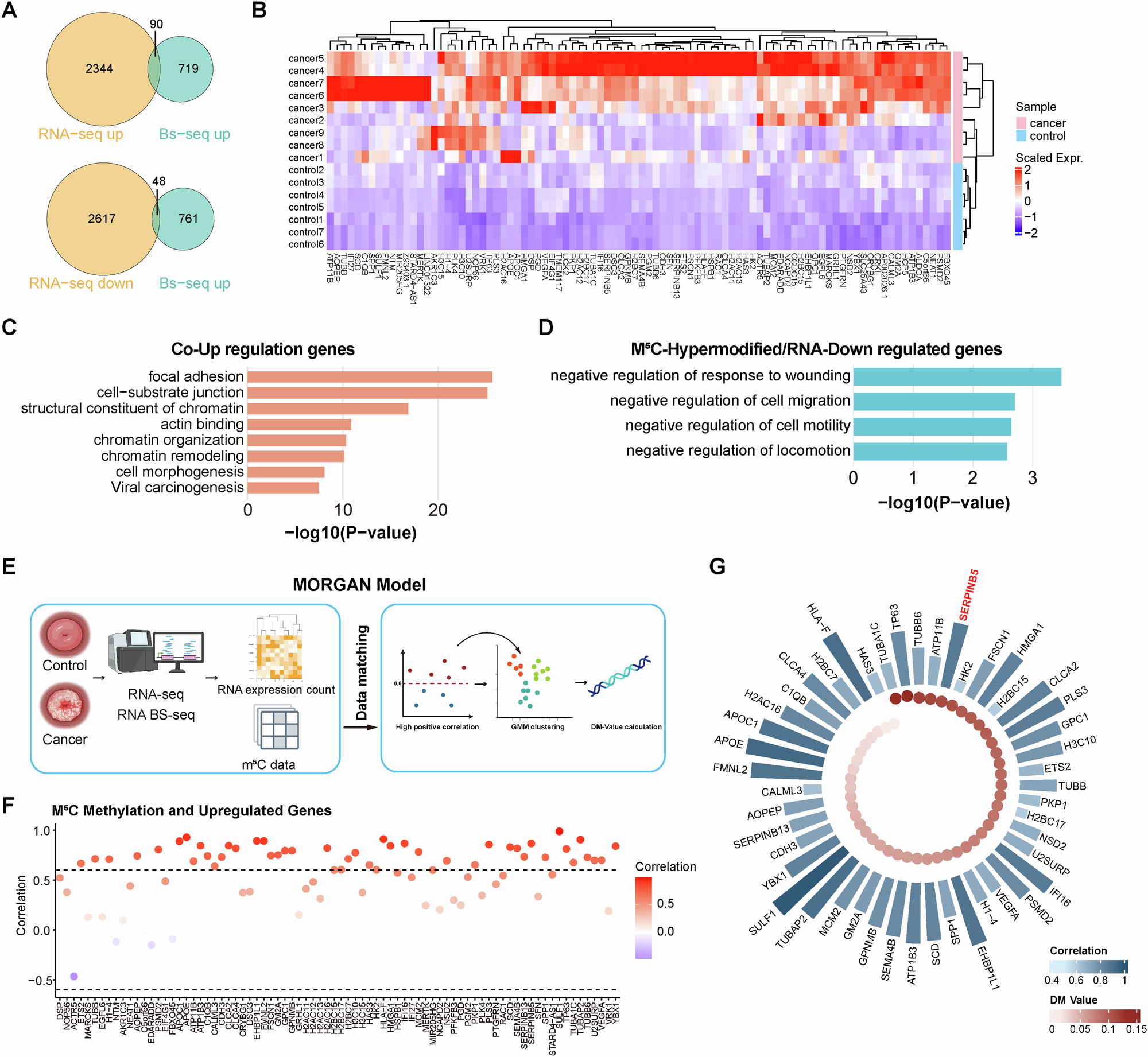 Fig. 2: Transcriptome-wide integration of m5C methylation and gene expression identifies regulatory m5C targets in cervical cancer.