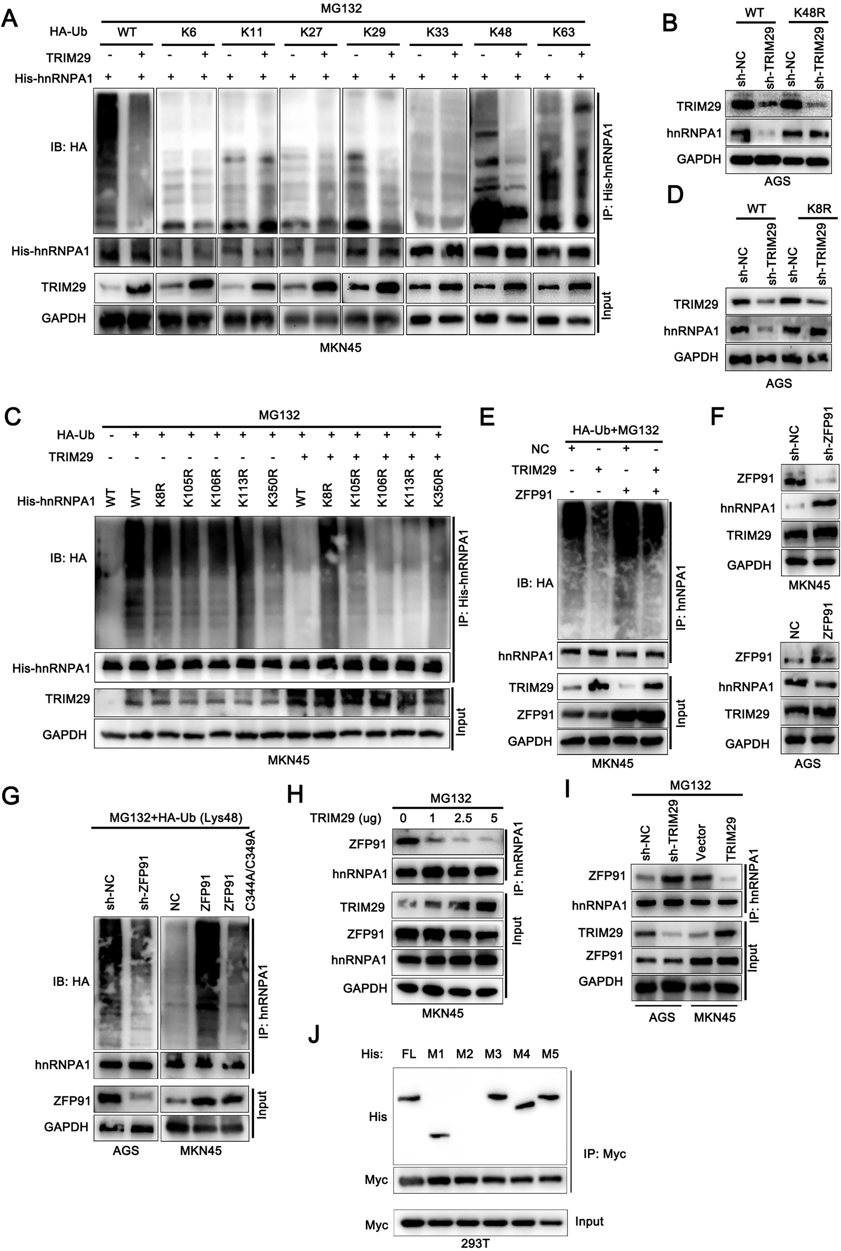 Fig. 5: TRIM29 stabilizes hnRNPA1 by preventing ZFP91-mediated K48 ubiquitination.