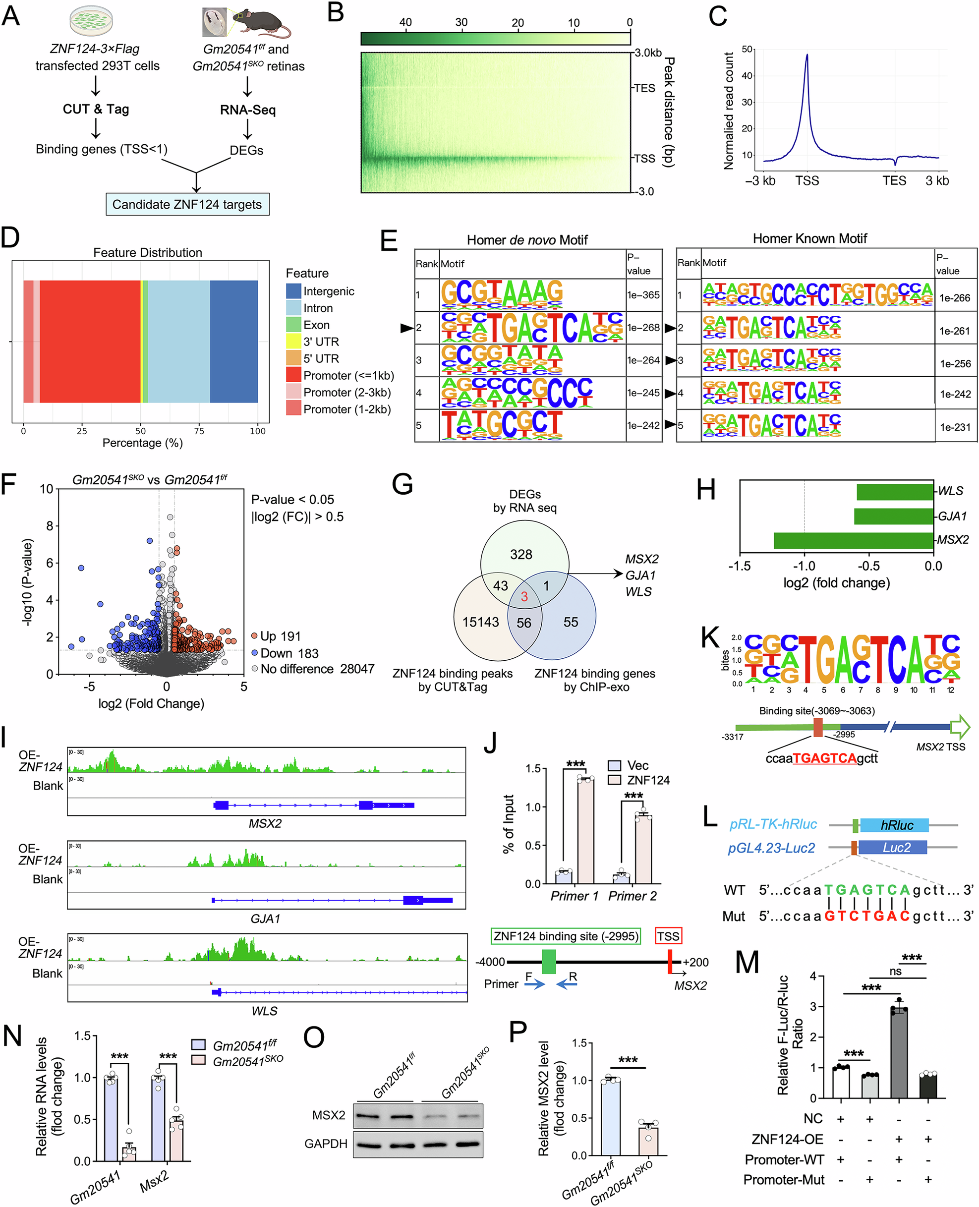 Fig. 5: Multi-omics analysis reveals MSX2 as the downstream target of ZNF124.