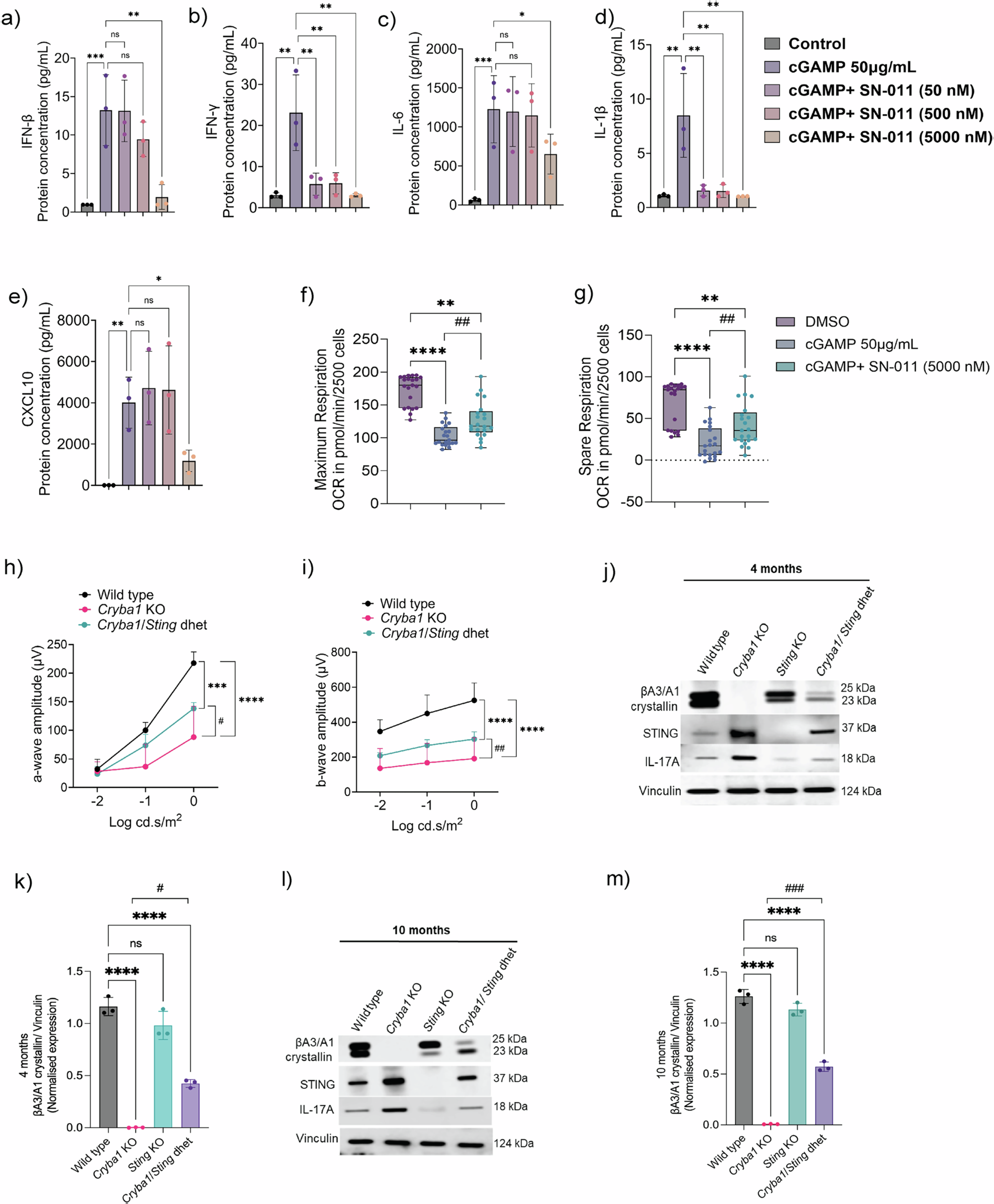 Fig. 8: Therapeutic modulation of the STING–IFN-β-IL-17A inflammatory axis.