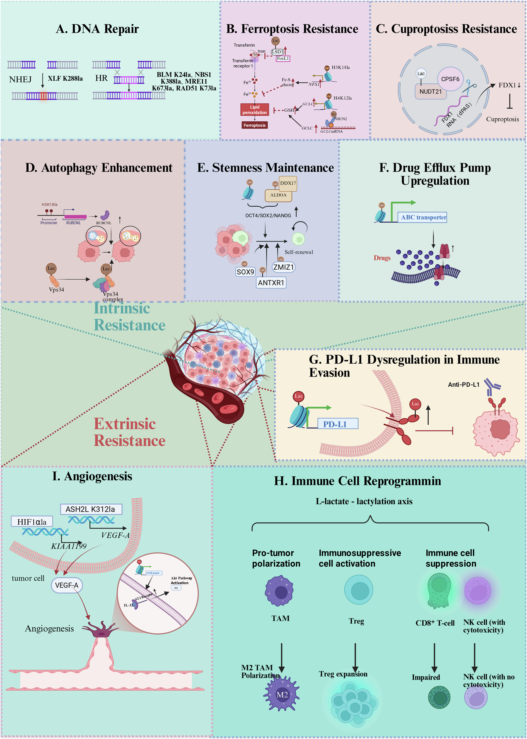 Fig. 2: Lactylation-mediated mechanisms of cancer cell death resistance.