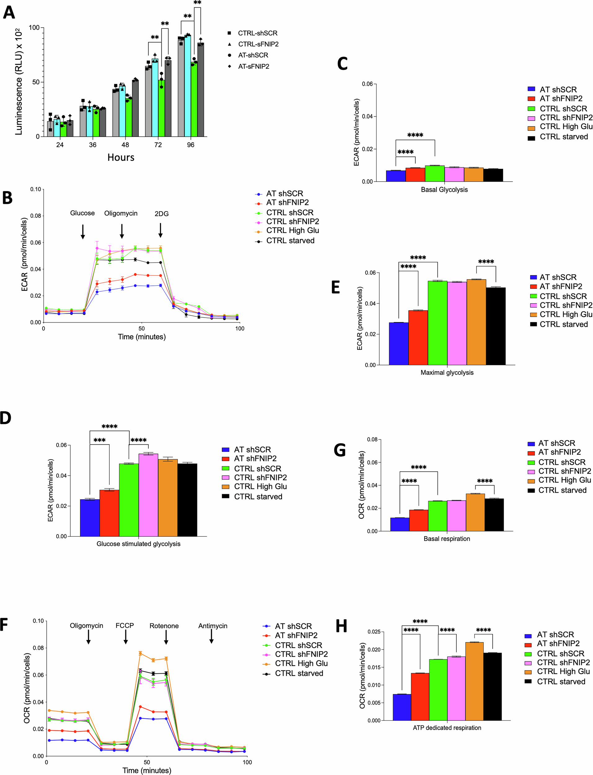 Fig. 5: FNIP2 inhibition improves glycolysis and mitochondrial respiration in AT cells.
