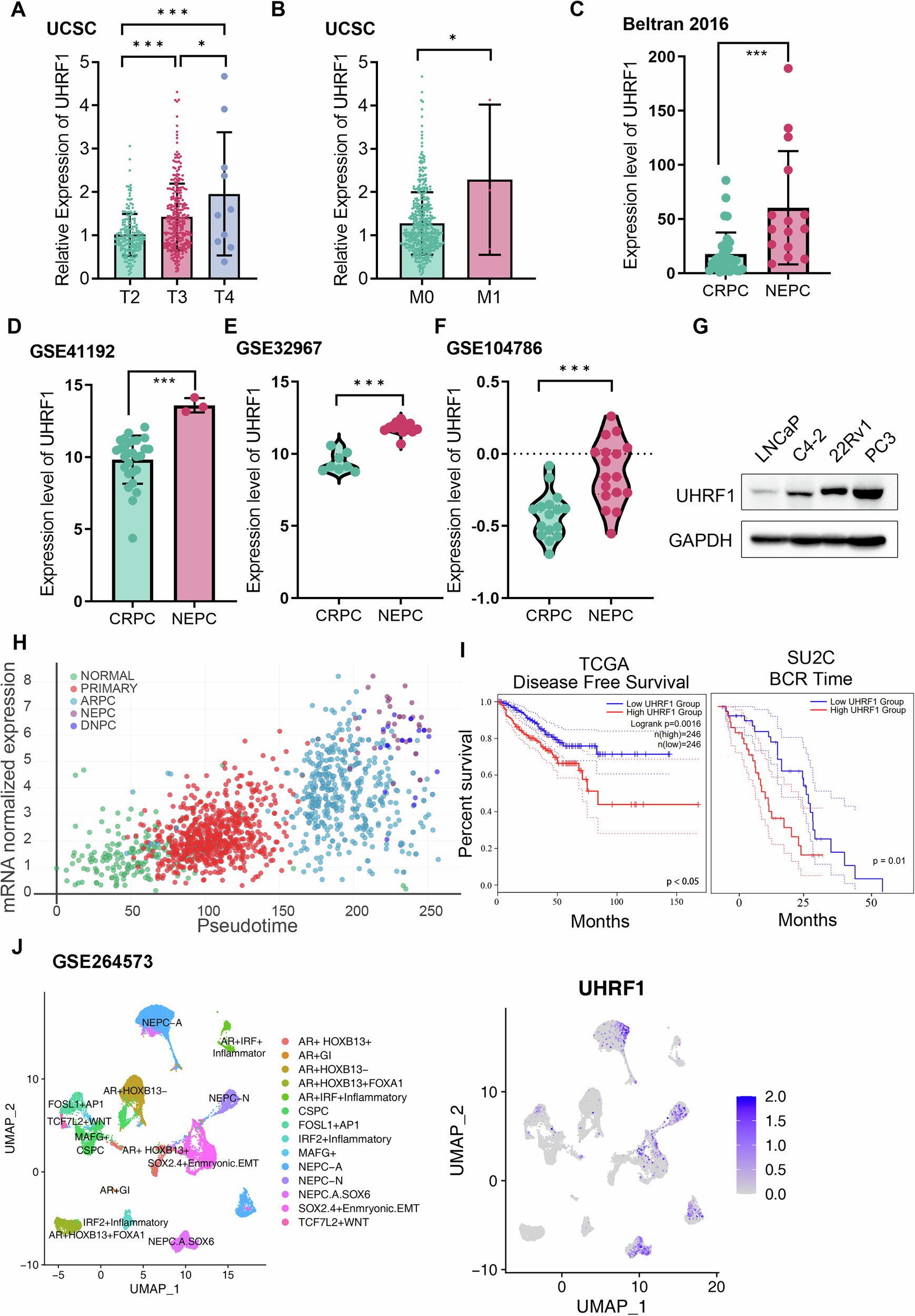 Fig. 1: UHRF1 increases with the progression of prostate cancer.