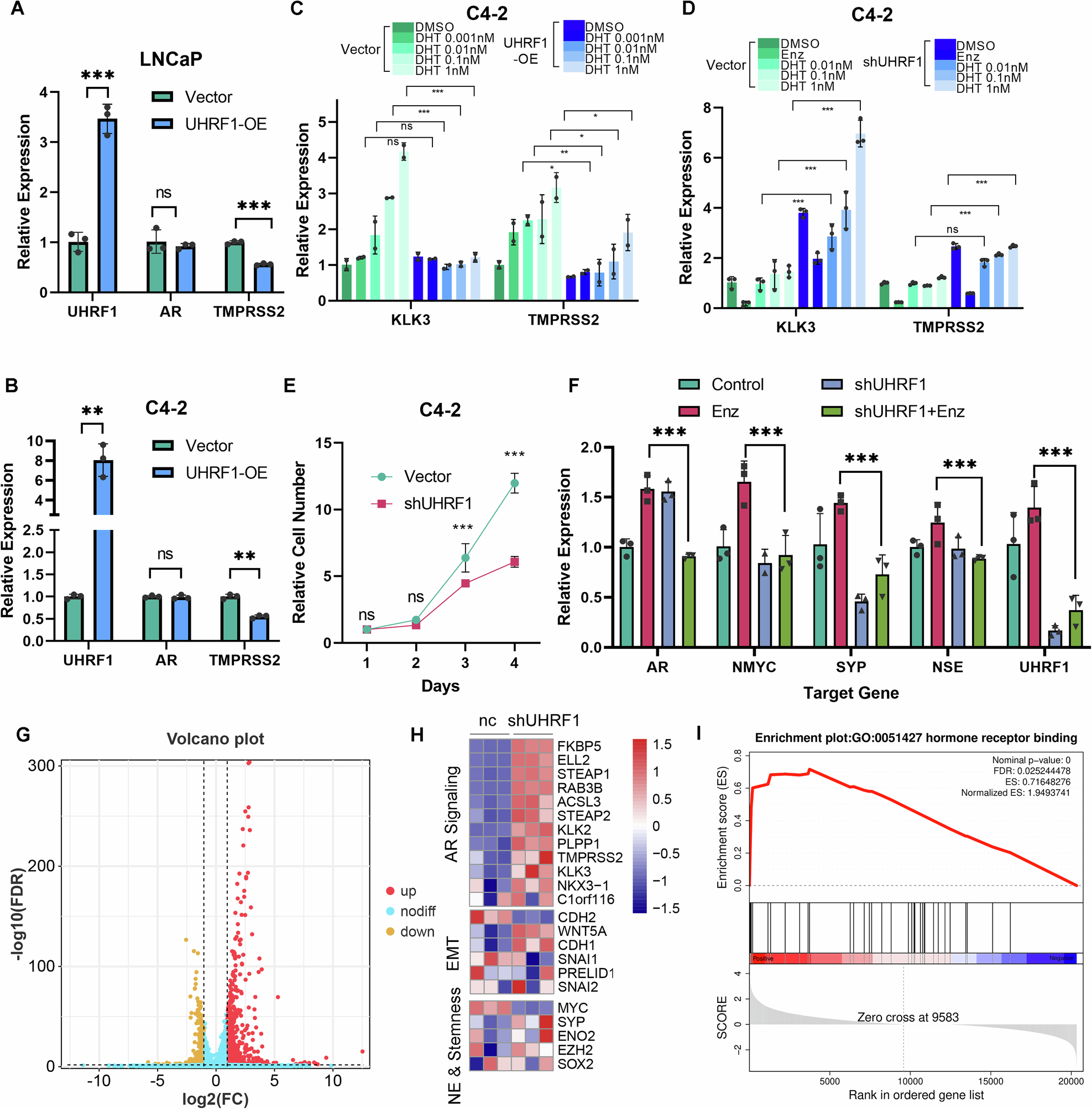 Fig. 4: UHRF1 is essential for the development of enzalutamide resistance in prostate cancer.