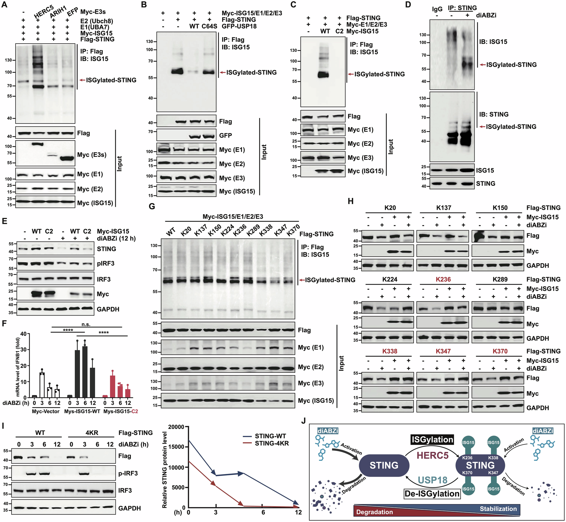 Fig. 2: ISGylation at four key lysine residues (K236, K338, K347, and K370) promotes STING stability through the USP18-HERC5 axis.
