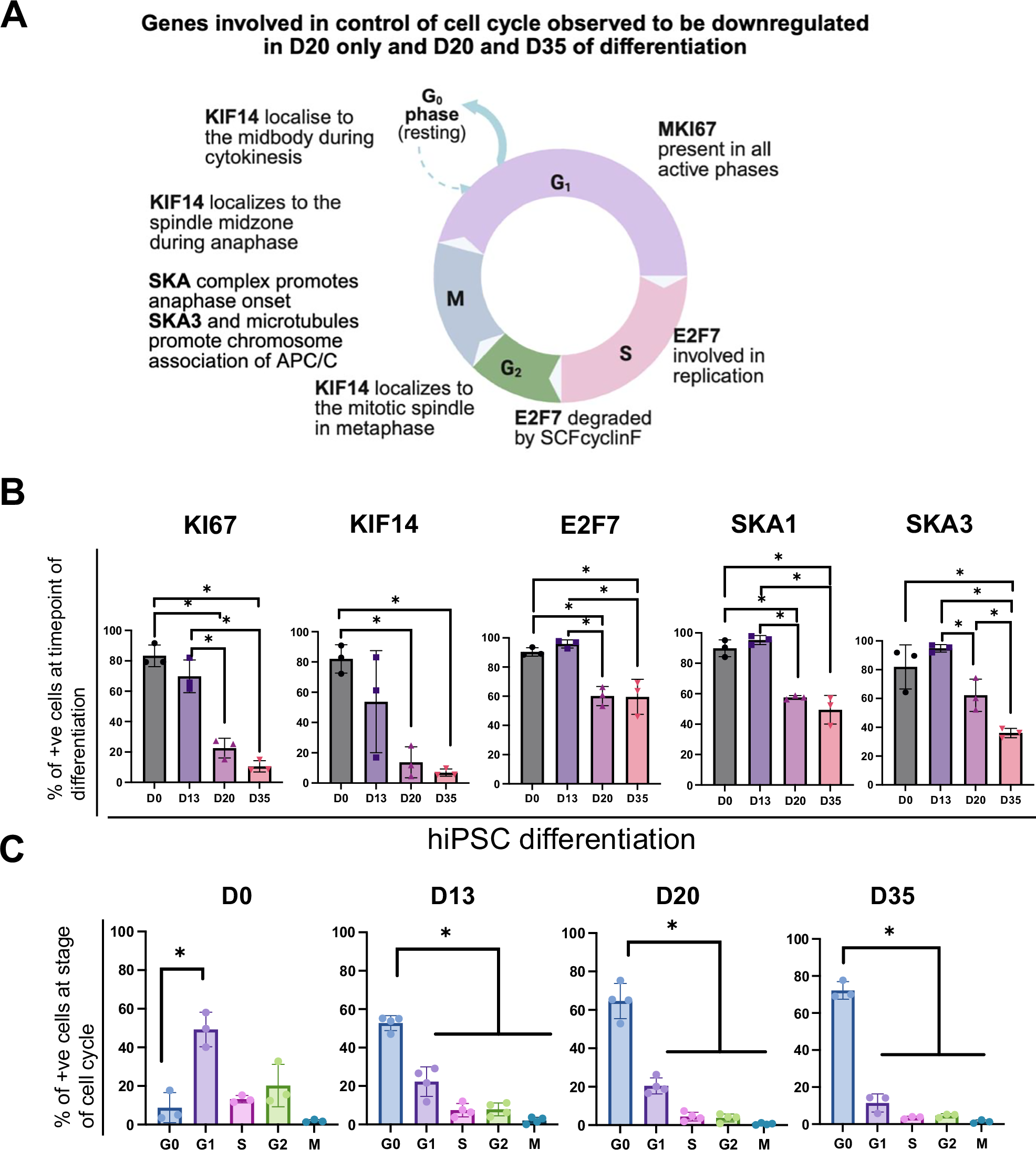 Fig. 4: Characterization of cell cycle genes in hPSC differentiation into pancreatic β-like cells.