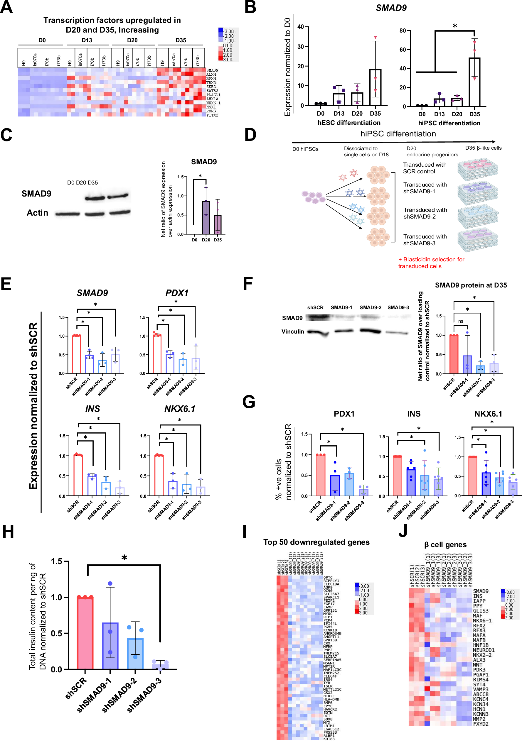 Fig. 6: Expression and function of SMAD9 during hPSC differentiation into pancreatic β-like cells.