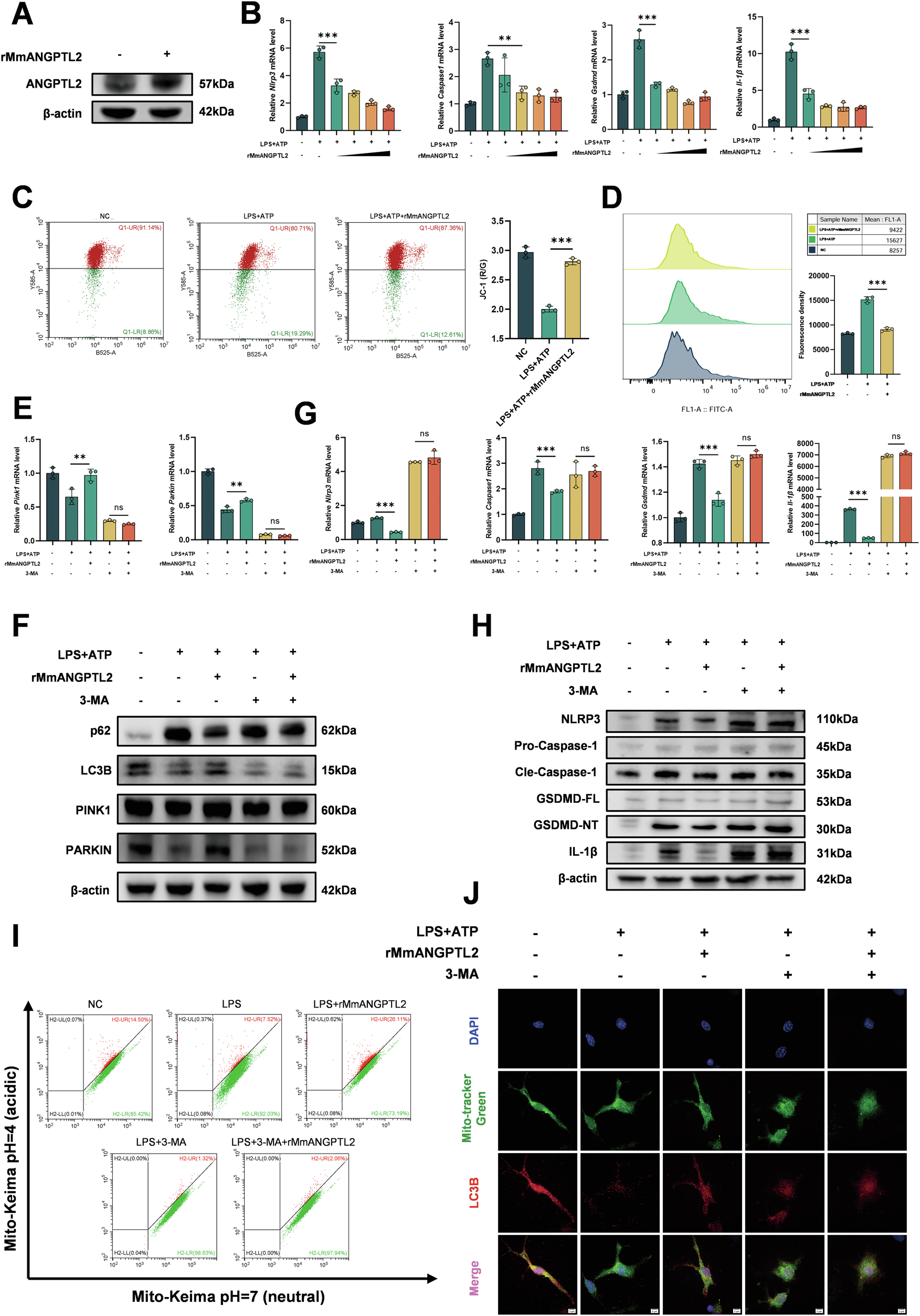 Fig. 6: Recombinant ANGPTL2 restores mitochondrial function and suppresses pyroptosis via mitophagy in BMDMs.