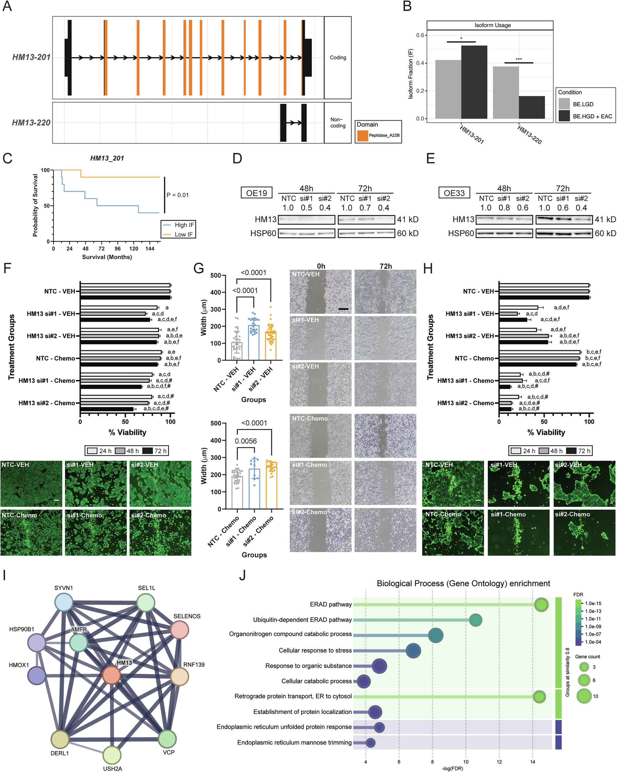Fig. 5: Knockdown of the HM13-201 isoform inhibited OE19 and OE33 EAC cell viability and migration.