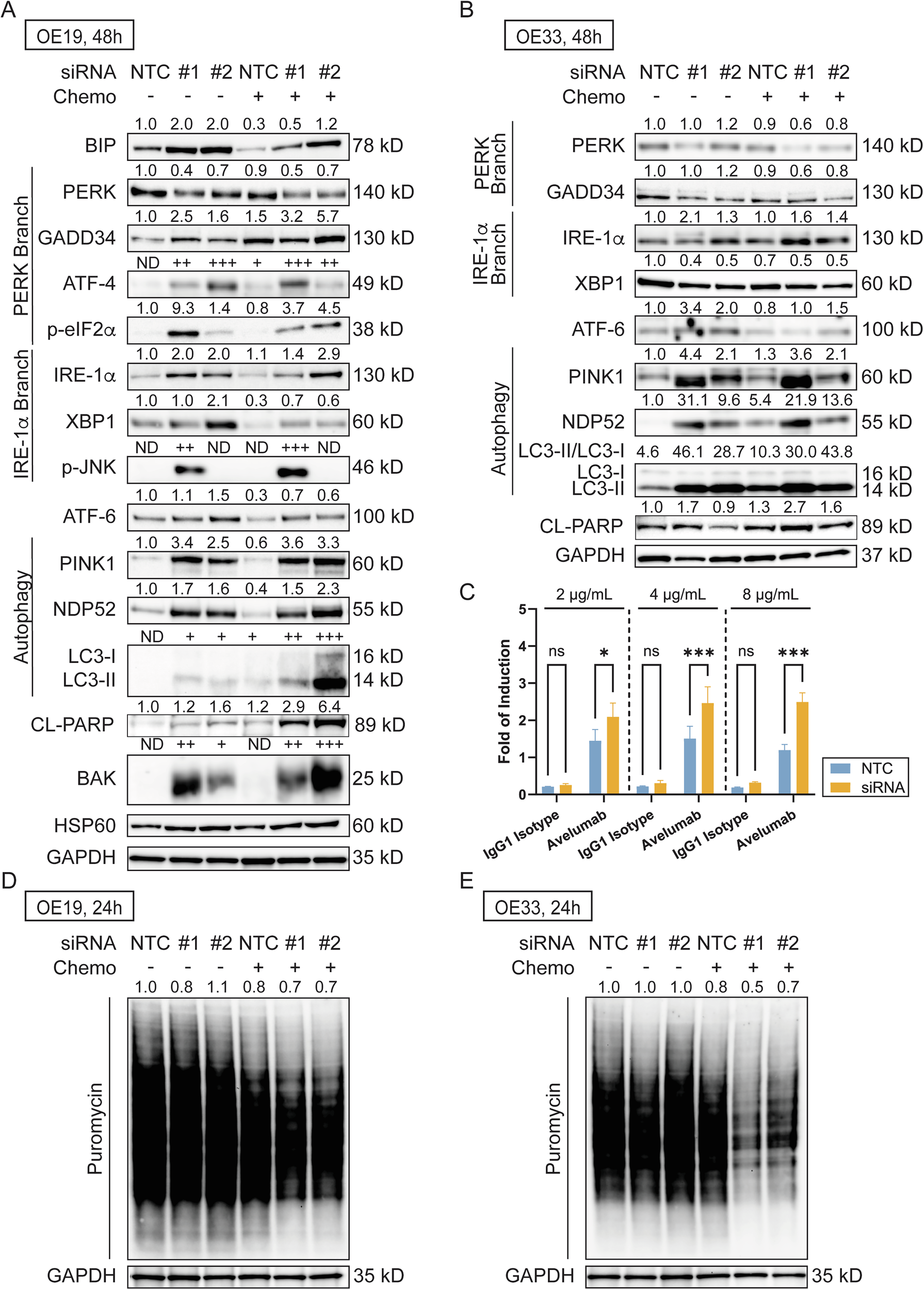 Fig. 6: HM13-201 knockdown induces unfolded protein response (UPR) in EAC cell lines and increases response to avelumab, an anti-PD-L1 agent.