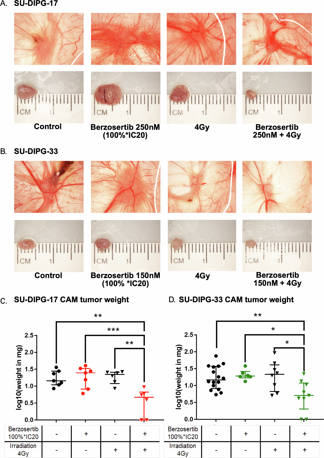 Fig. 5: Pre-treatment with combined berzosertib and irradiation significantly decreased tumor growth in ovo.
