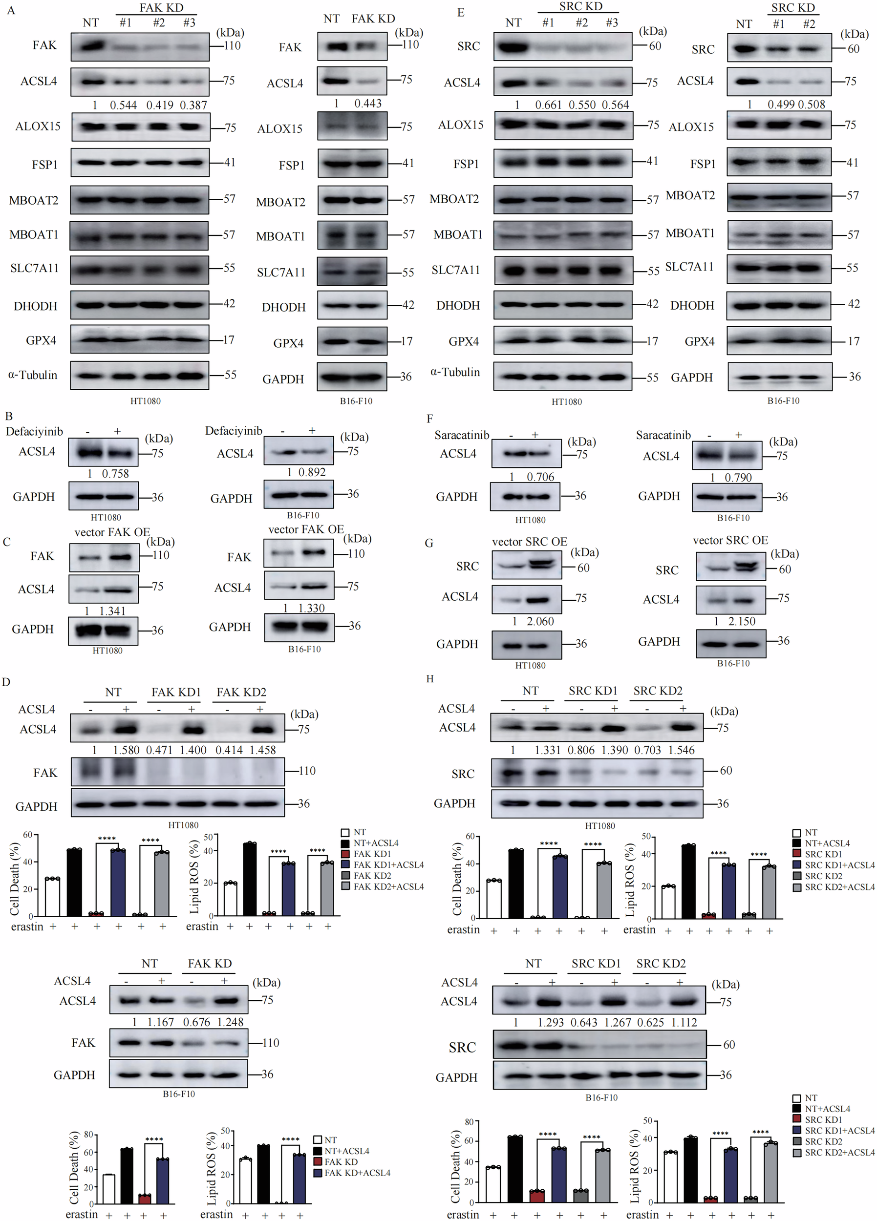 Fig. 2: FAK/SRC promotes ferroptosis by upregulation of ACSL4.