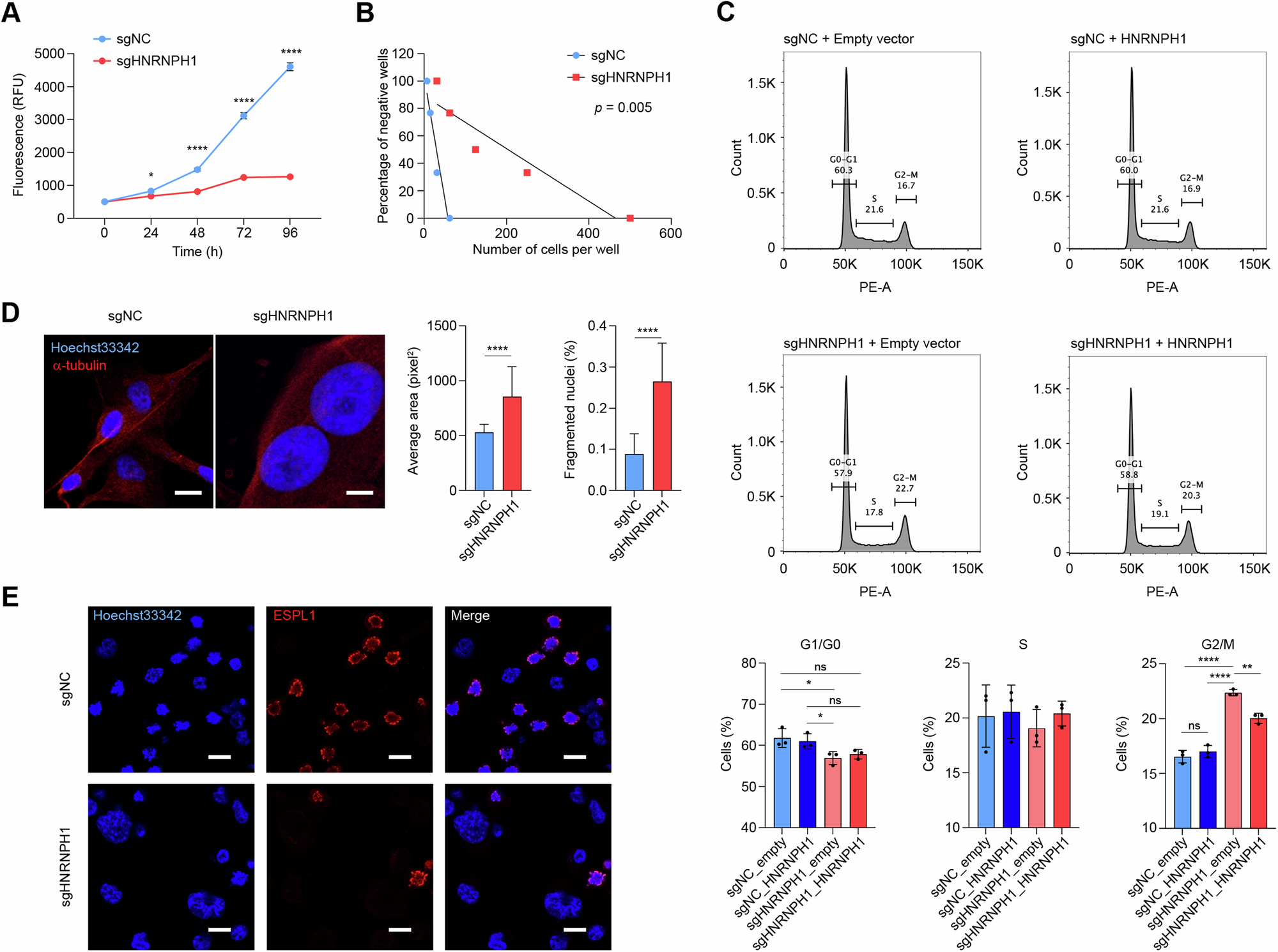Fig. 5: Silencing HNRNPH1 reduces GBM cell proliferation.