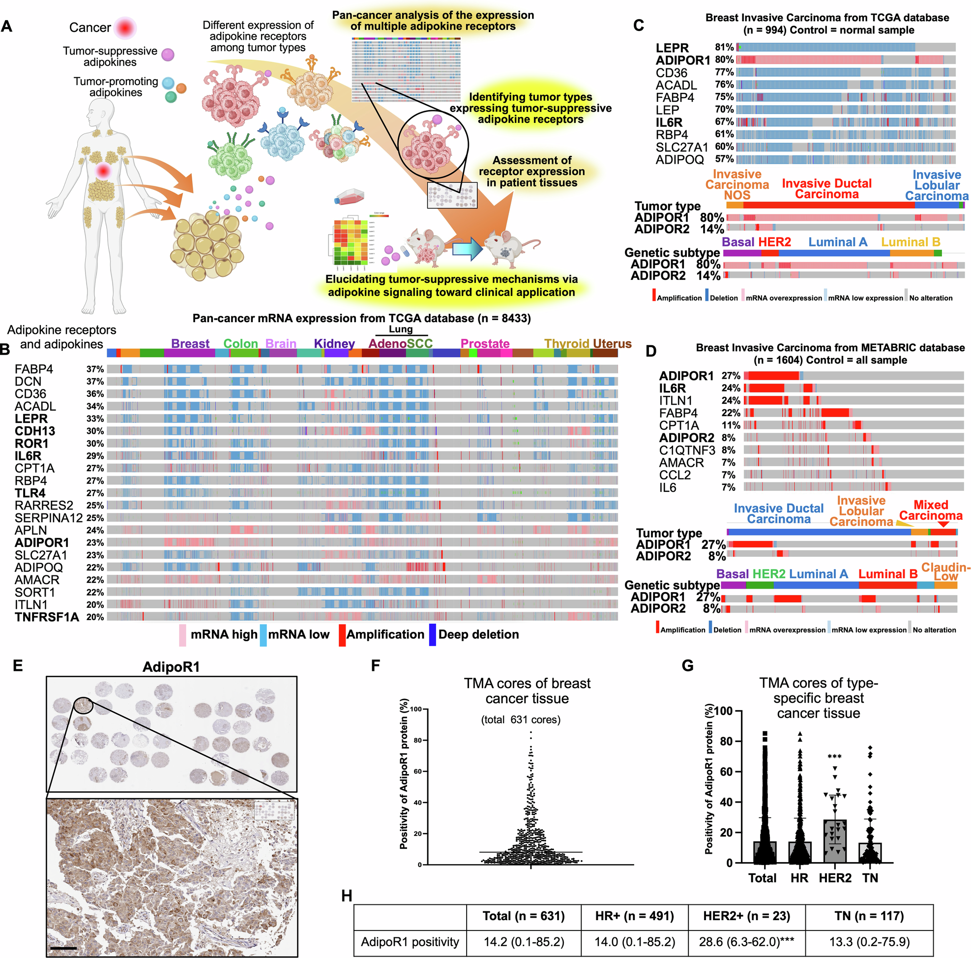 Fig. 1: Pan-cancer adipokine expression analysis using large public databases reveals specific expression of adipokine receptors in breast cancer.