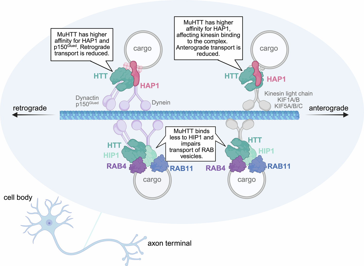 is glutathione a blood thinner Huntingtin and its allies at the cortico-striatal synapse