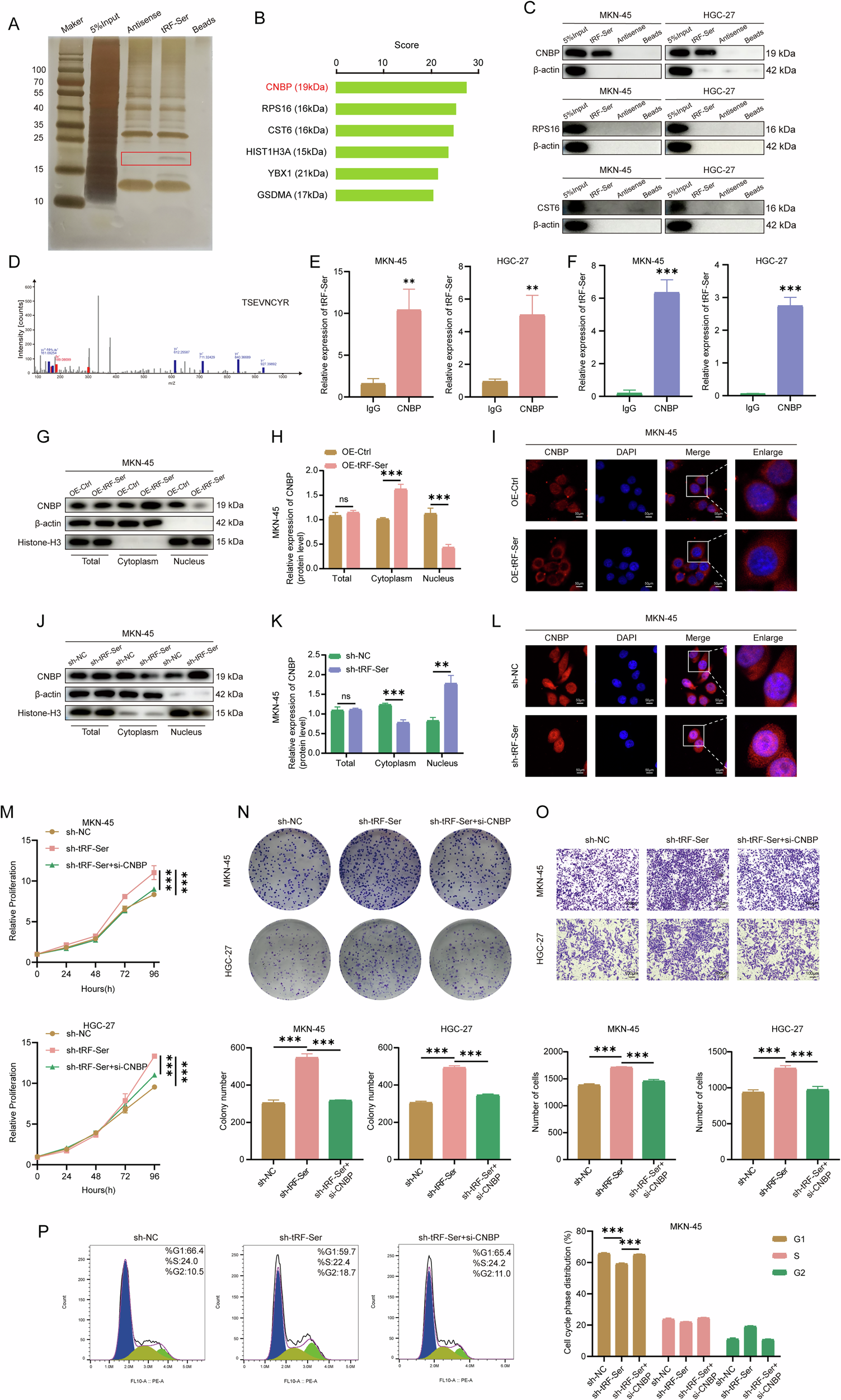 Fig. 3: tRF-Ser directly binds to CNBP and restricts its nuclear localization.
