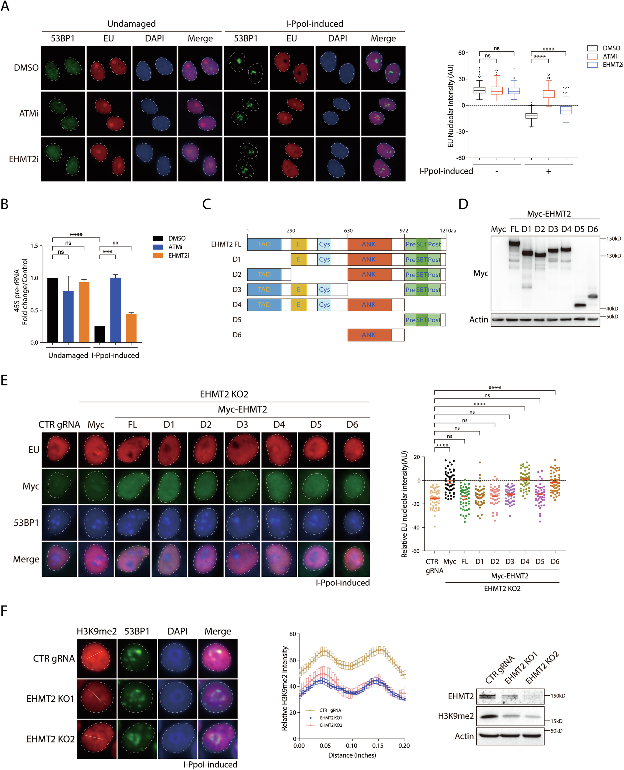 Fig. 2: EHMT2 mediates rDNA DSB-induced transcriptional suppression via its methyltransferase activity.