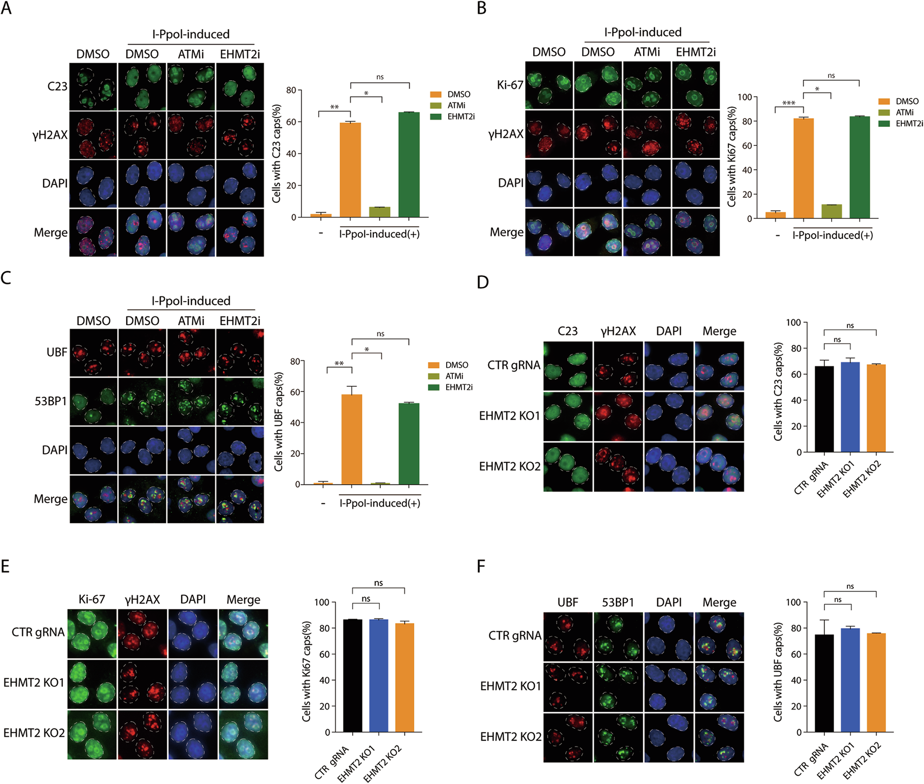 Fig. 3: EHMT2-mediated nucleolar transcriptional silencing is independent of nucleolar segregation.