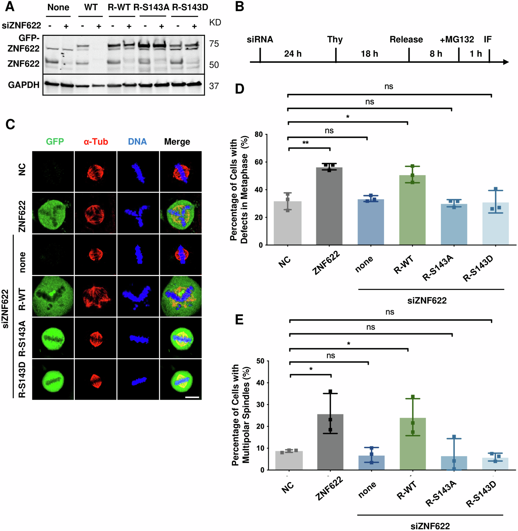 Fig. 3: Overexpression of ZNF622 leads to mitotic defects.