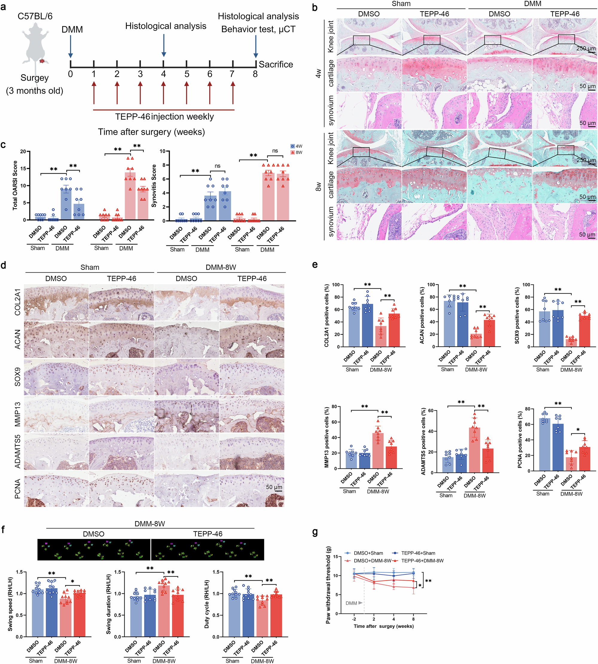 Fig. 5: TEPP-46 treatment alleviates cartilage degeneration.