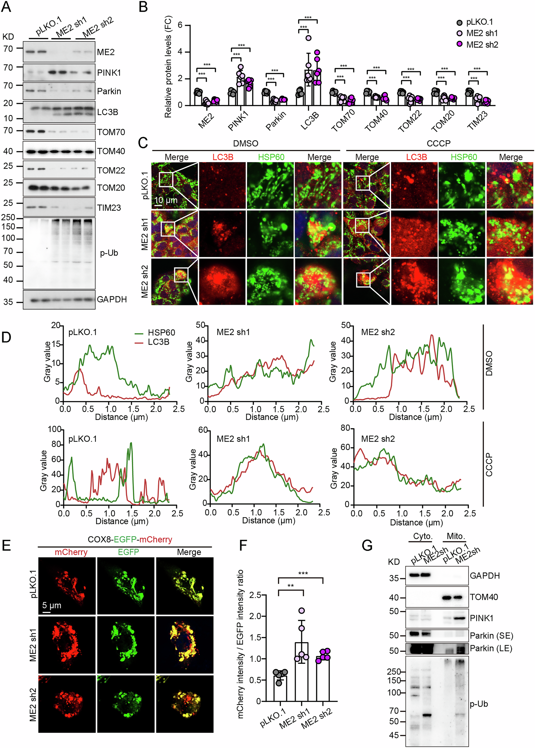 Fig. 2: Malic enzyme 2(ME2) Deficiency promotes PINK1-Parkin-mediated mitophagy in HepG2 cells.