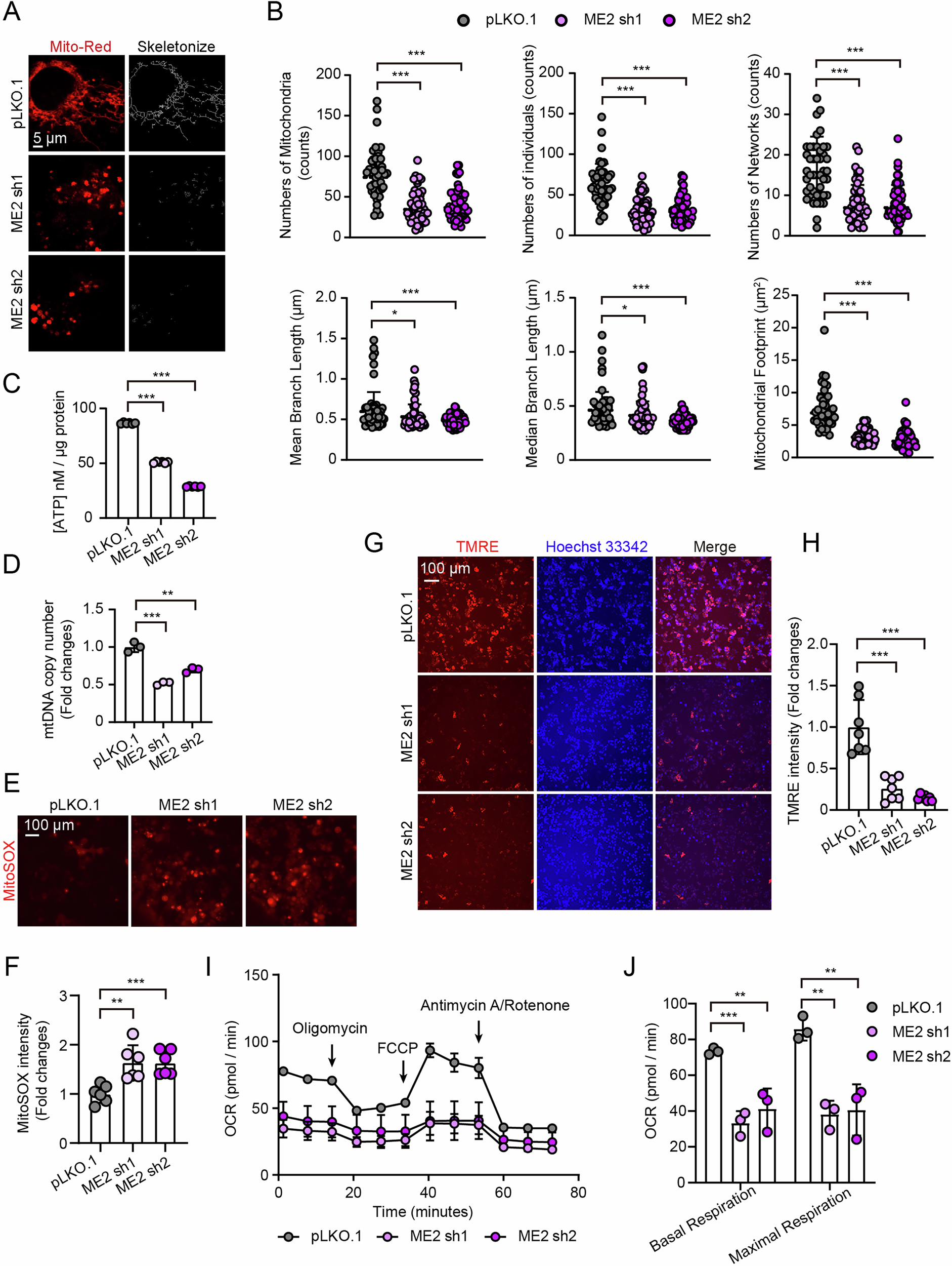 Fig. 3: Malic enzyme 2 (ME2) deficiency induces mitochondrial morphological abnormalities and impairs mitochondrial function.