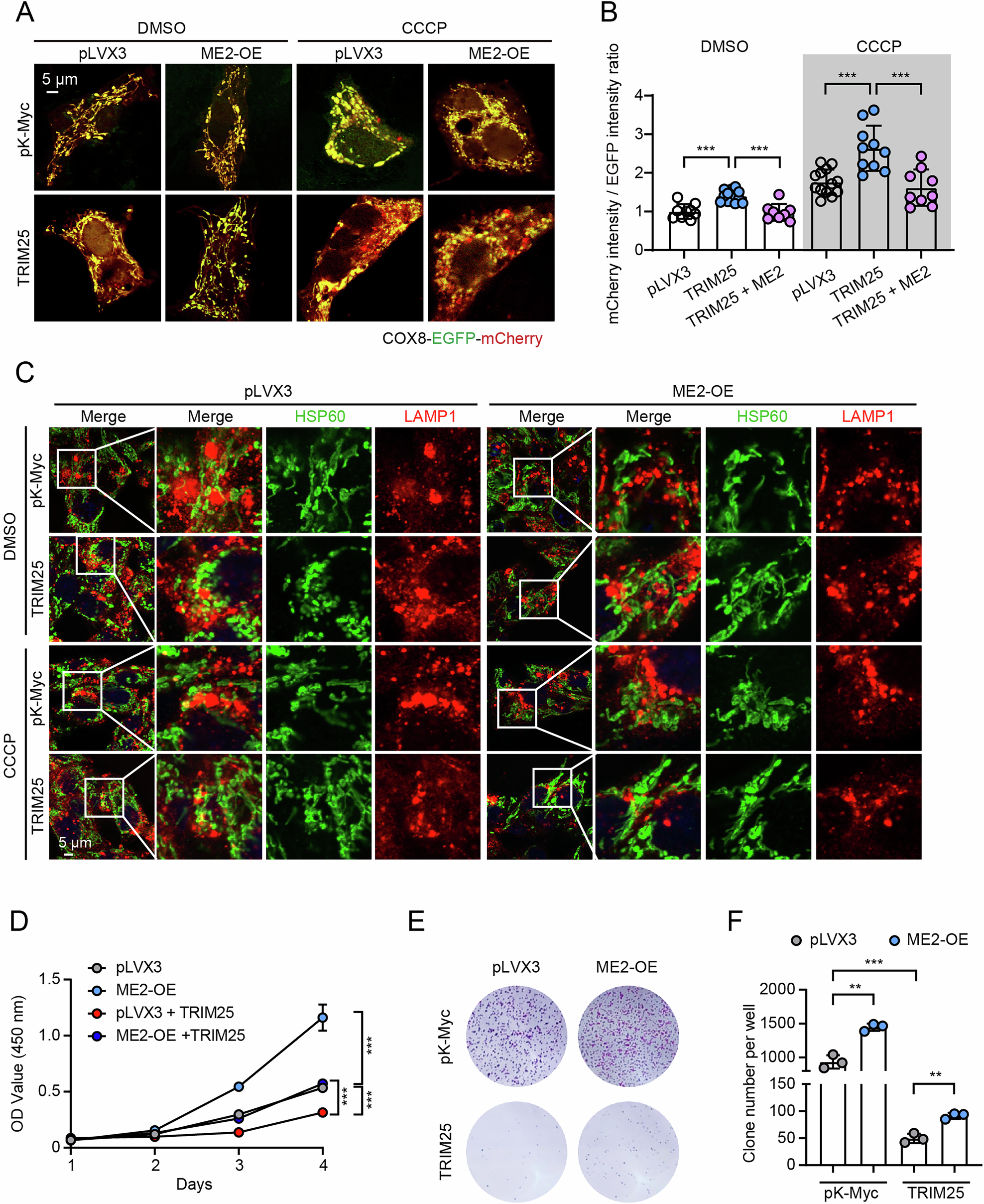 Fig. 7: Malic enzyme 2 (ME2) rescues TRIM25-mediated mitophagy and cell proliferation suppression.