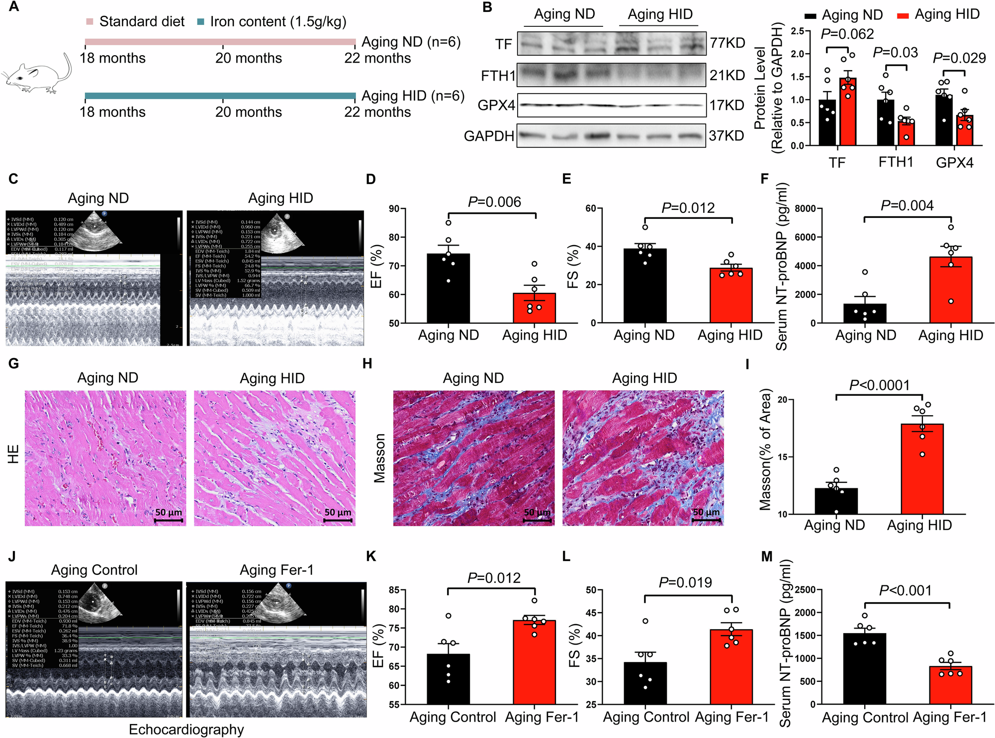 Fig. 3: A high-iron diet induces cardiac dysfunction and structural remodeling in aging rats, which is attenuated by ferroptosis inhibition.