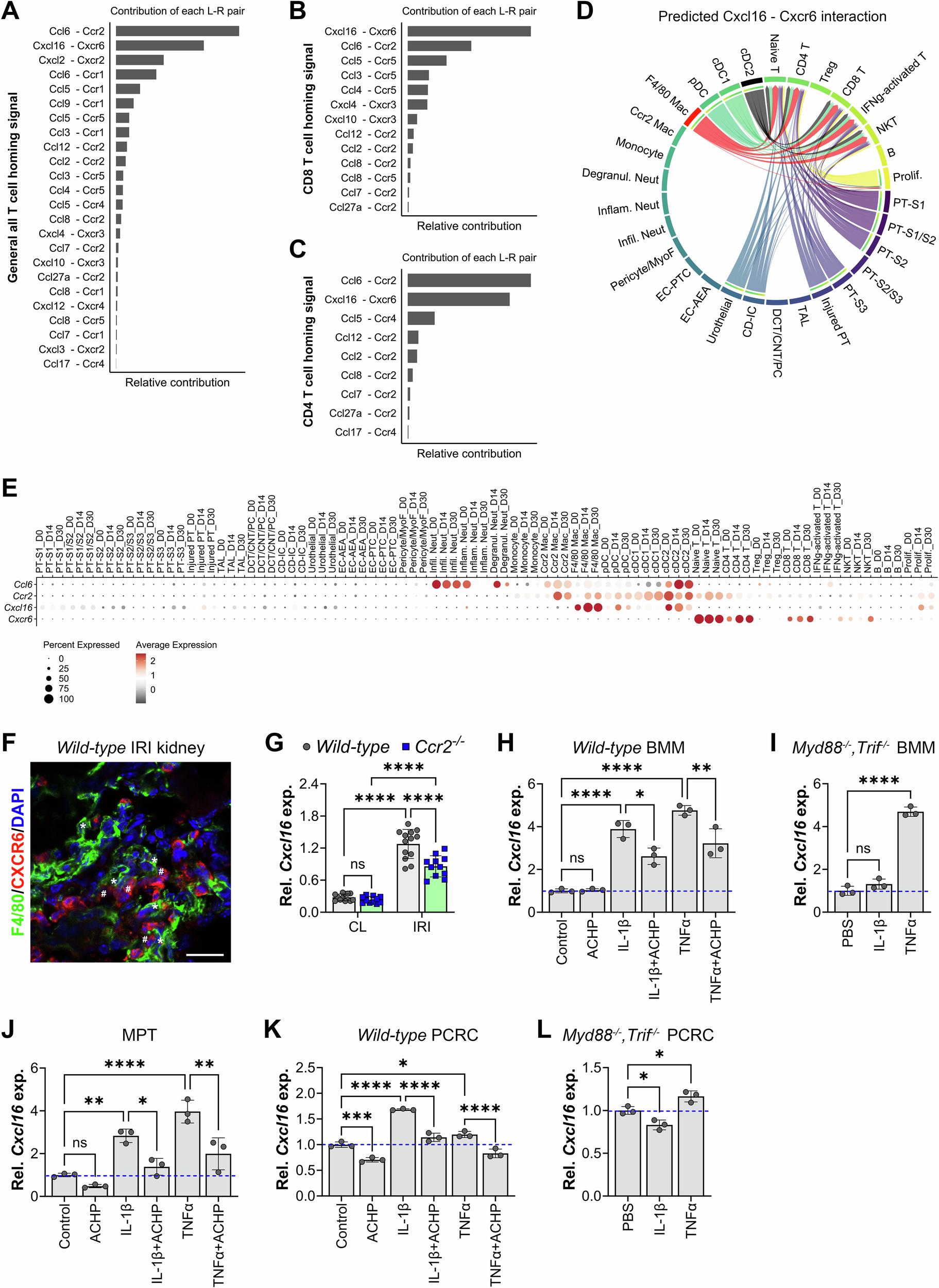Fig. 2: Identification of T cell homing signals during AKI-to-CKD transition.