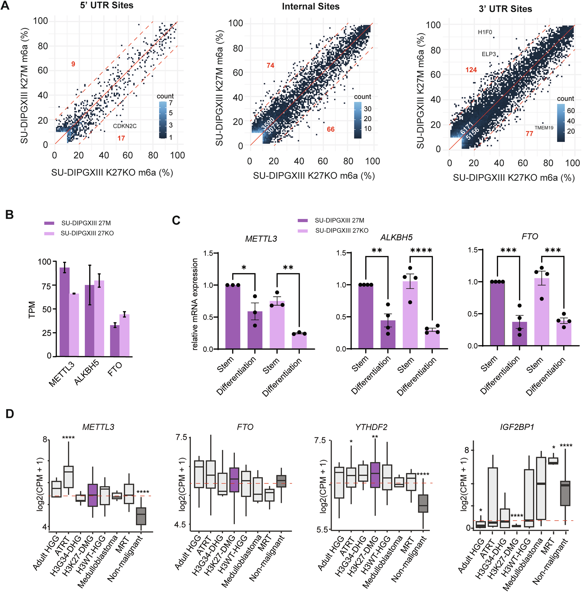 Fig. 2: Landscape of m6A and its regulators in DIPGXIII and its isogenic lines.