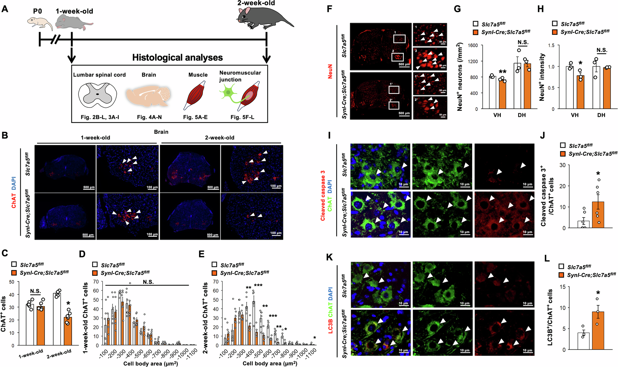 Fig. 2: Slc7a5 ablation in Syn1-expressing neurons leads to motor neurons degeneration in lumbar spinal cord.