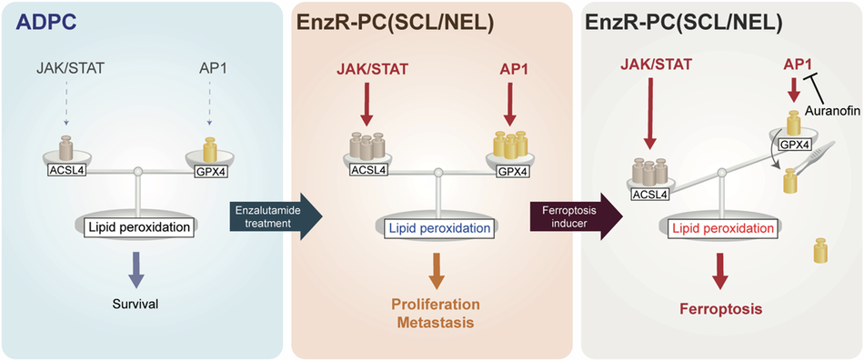 how to administer japan platinum glutathione set Ferroptosis vulnerability of enzalutamide resistant prostate cancer conferred by ACSL4 overexpression and GPX4 antagonism Travel Treatments Suplemento De Péptido De Size:Complete Set