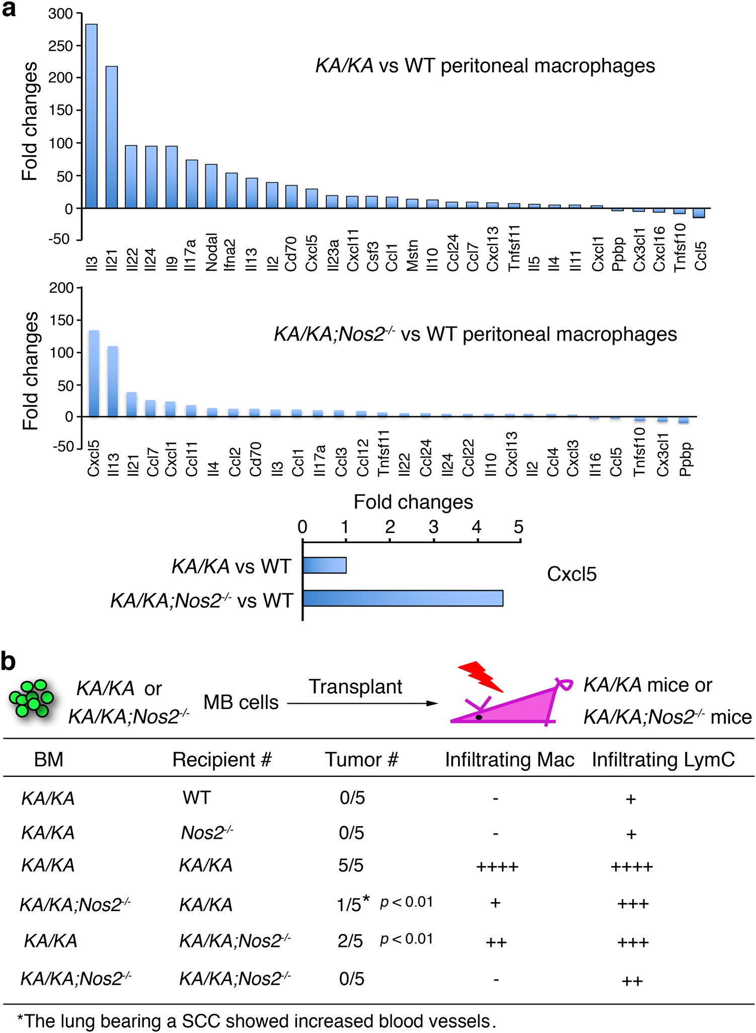 Fig. 6: NOS2 regulates macrophage properties and NOS2 null bone marrow (BM) transplantation reduces lung SCC development.