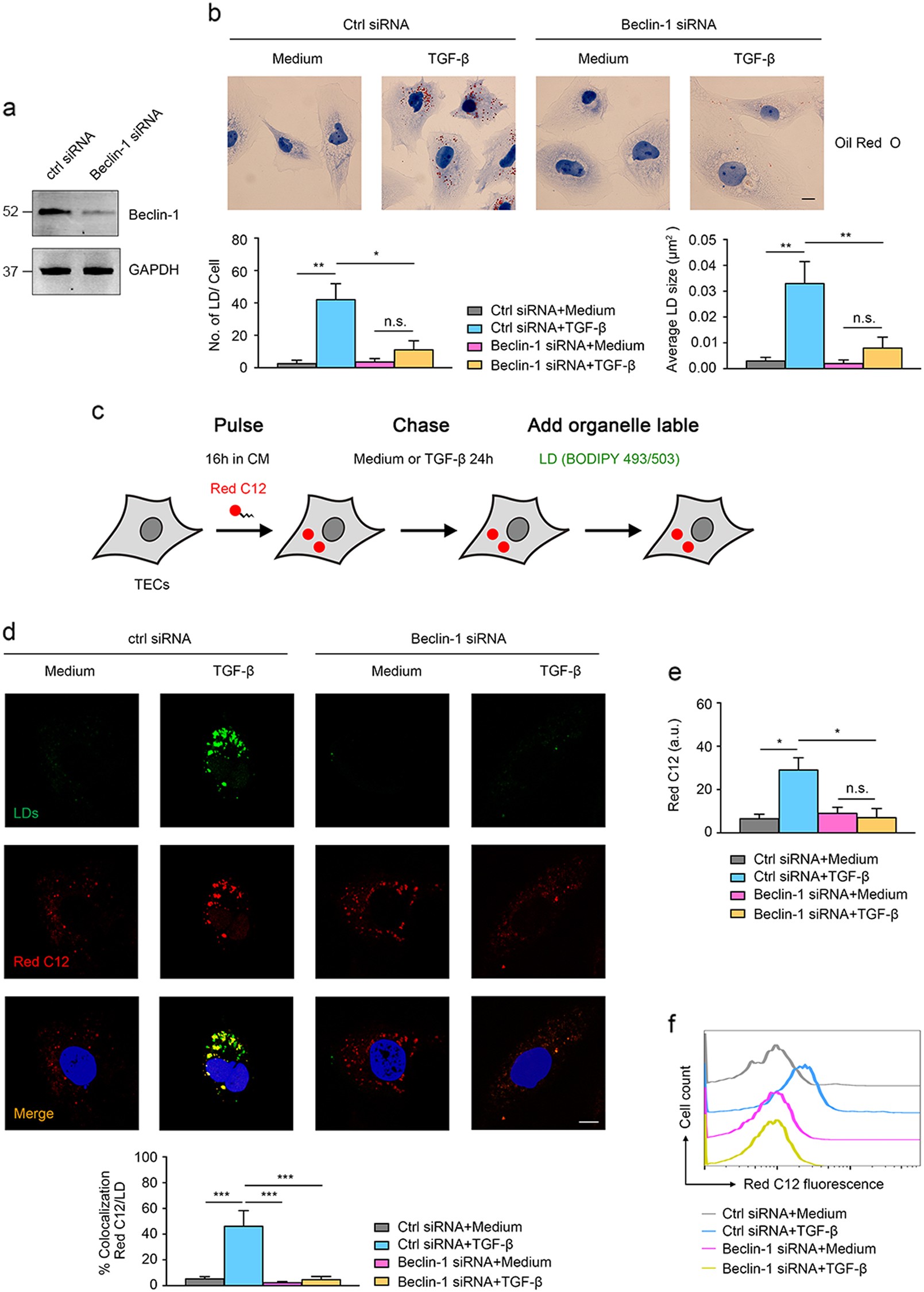 Fig. 5: Beclin-1 is involved in LDs formation in TGF-β treated tubular cells.