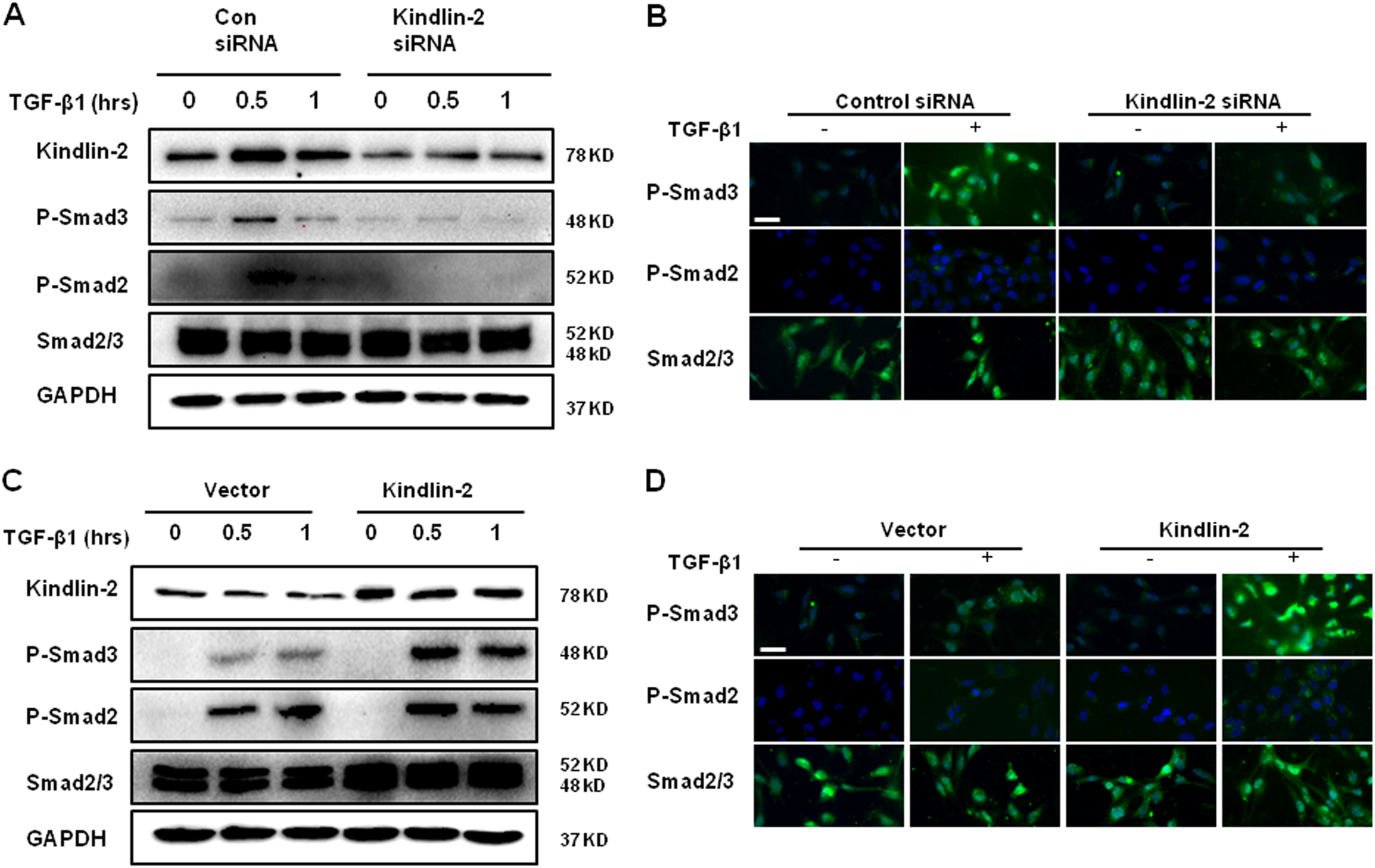 Fig. 5: Kindlin-2 promotes Smad2/3 phosphorylation.